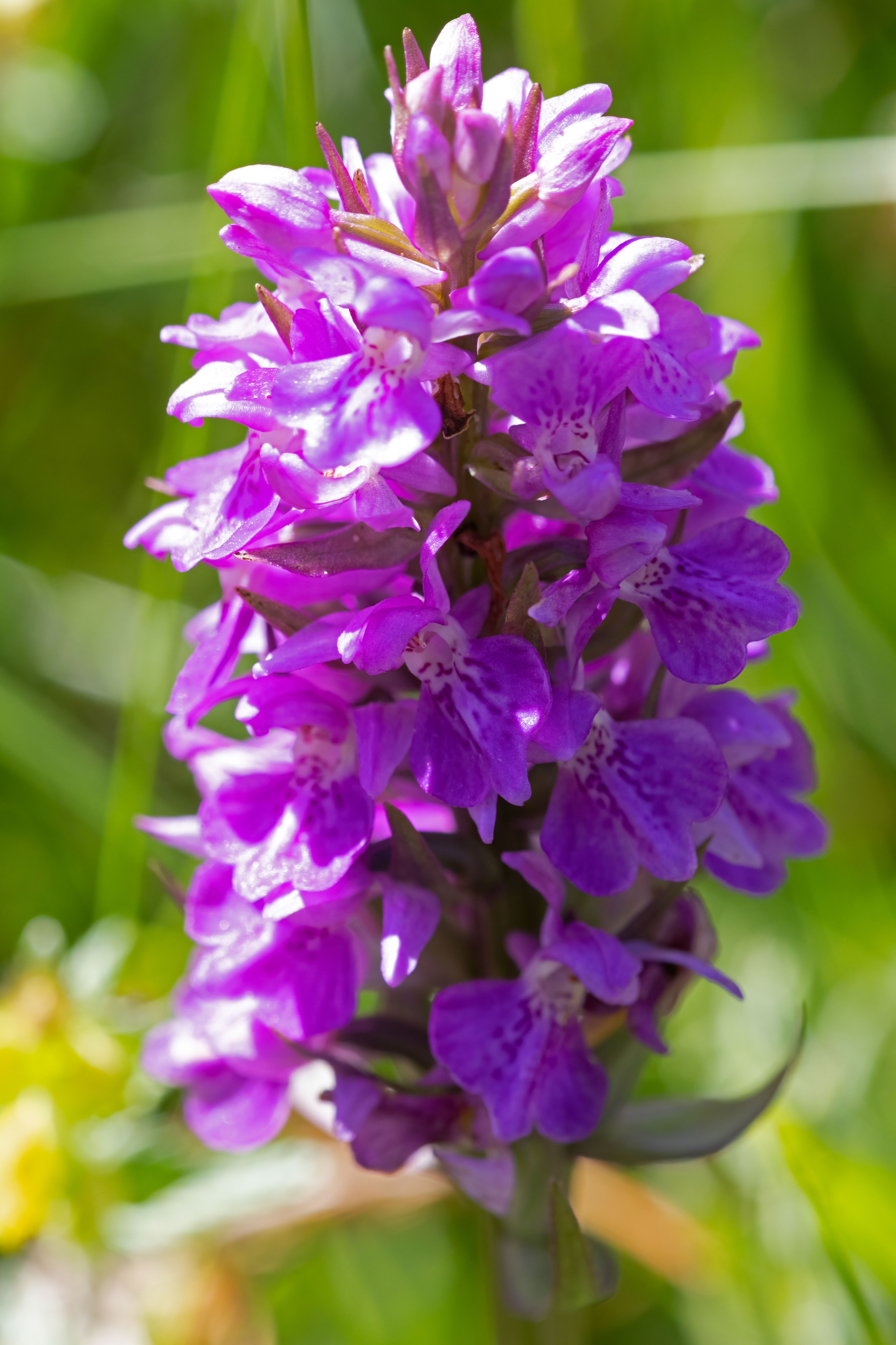 _B1A4604m1.jpg