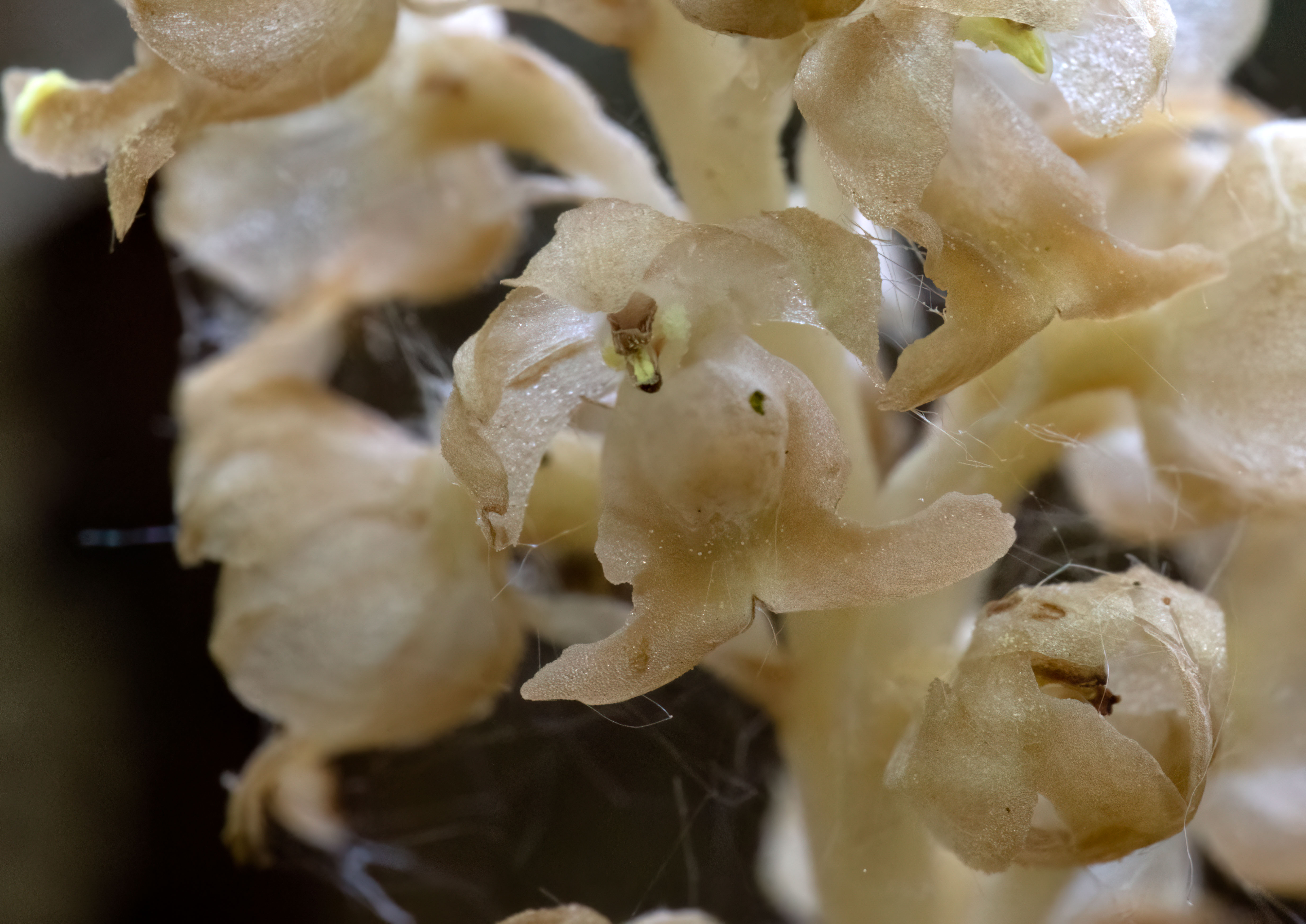 bird-nest-detail-stack1.jpg