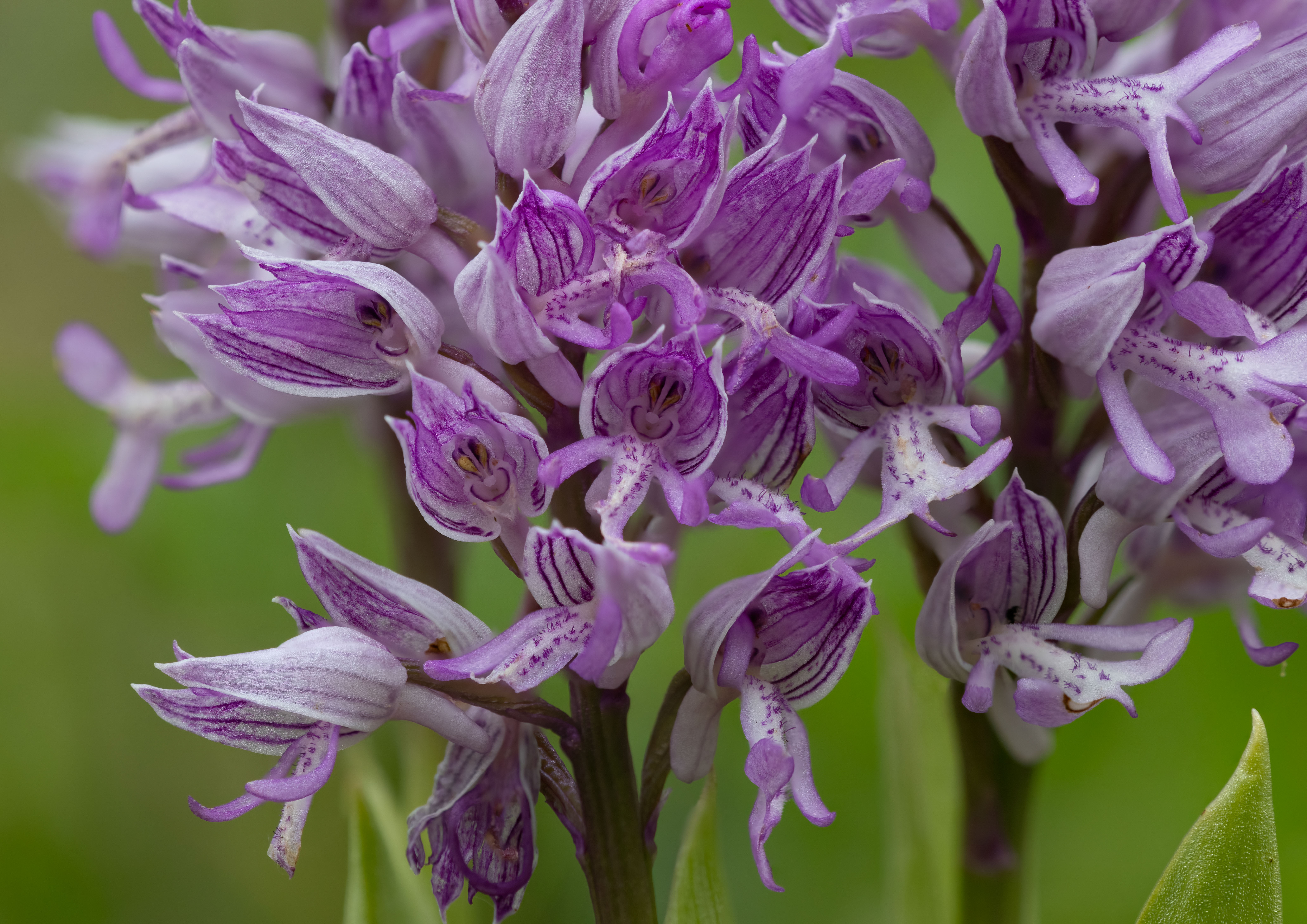 military-orchid-closeup-stack.jpg