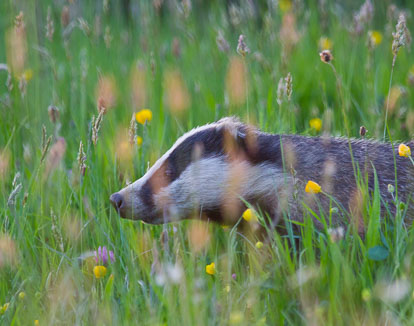 badger cub IMG_2741m1.jpg