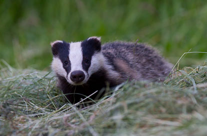 badger cub IMG_6730m1.jpg