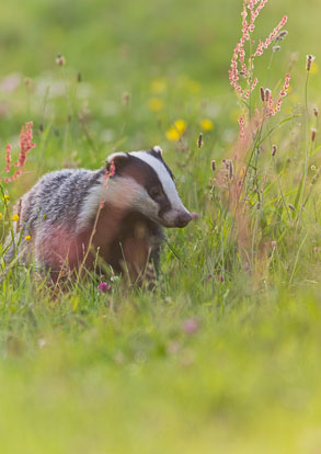 Badger Cub _Y1A6684m1.jpg