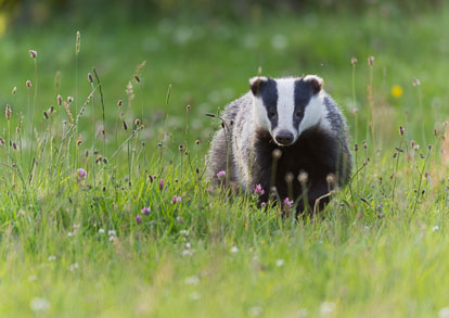 Badger Cub _Y1A6692m1.jpg