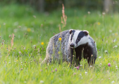 Badgers