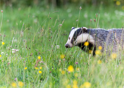 Badger Cub _Y1A6721m1.jpg