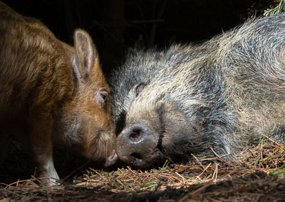 Boar