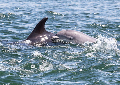Cetaceans