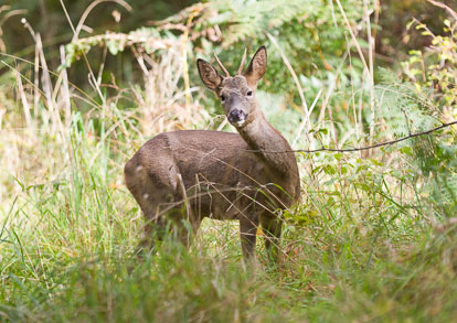 Deer
