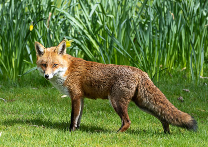 Foxes