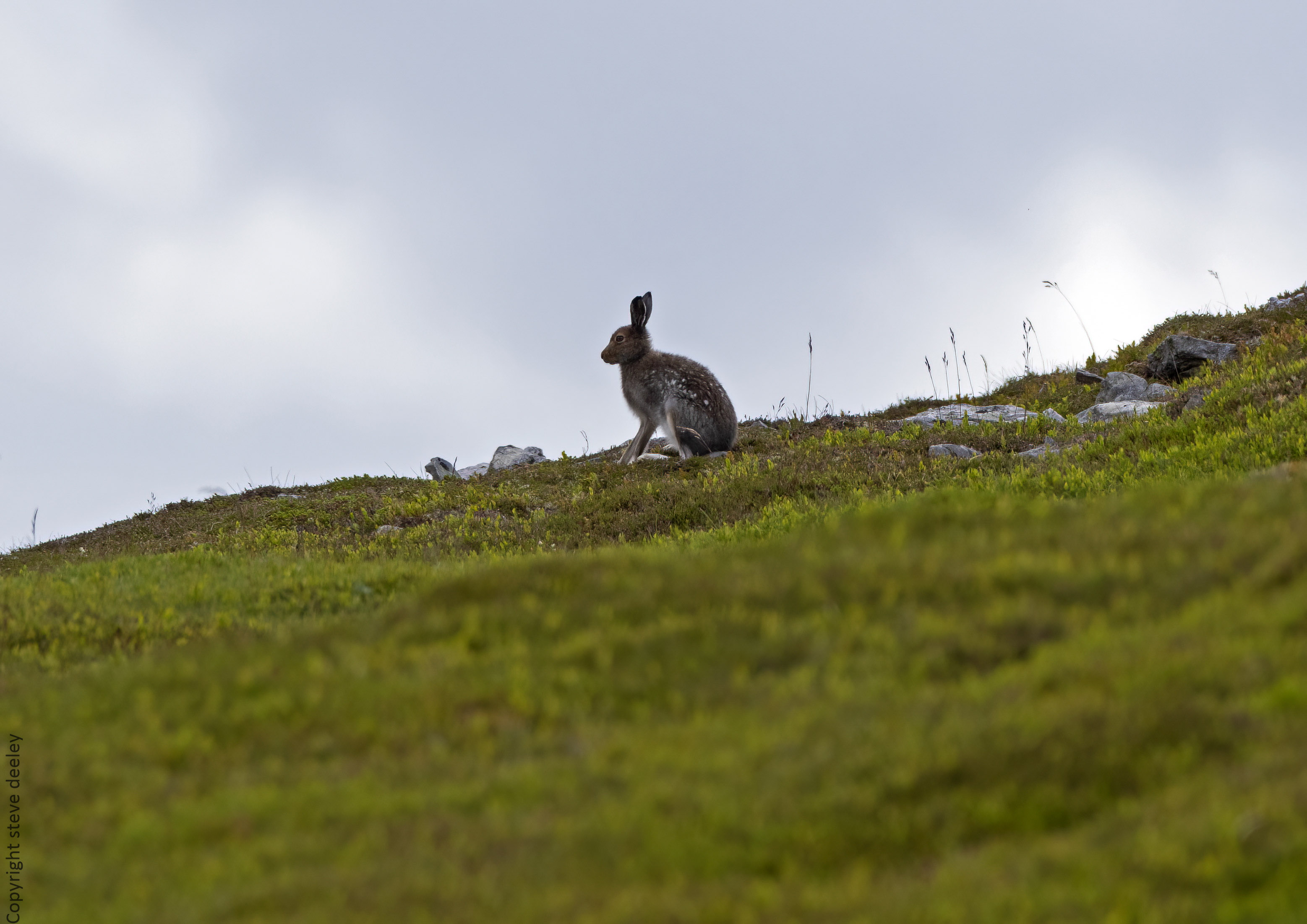 _AM25773m1.jpg