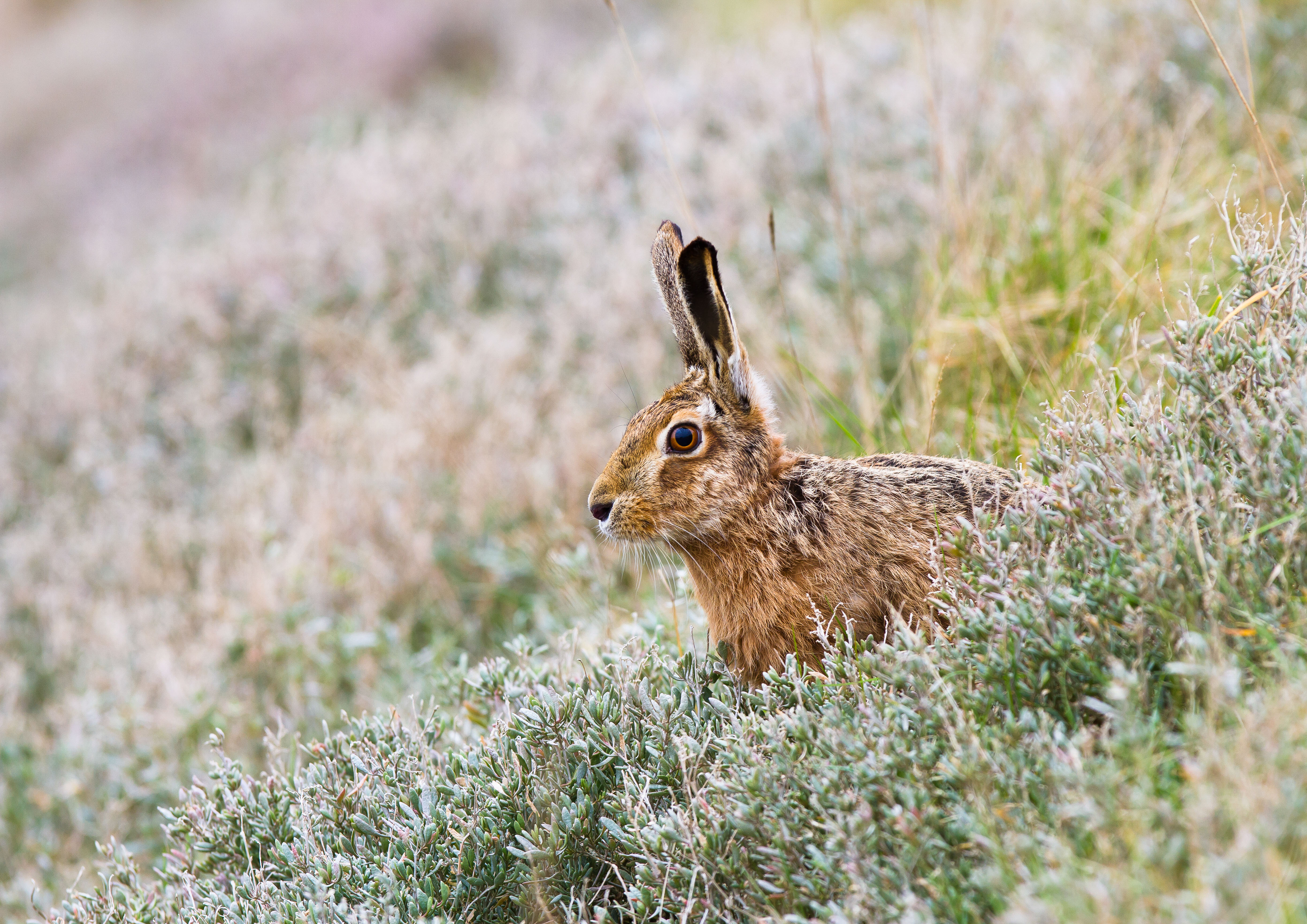 IMG_0087m1.jpg IMG_0087m1.jpg