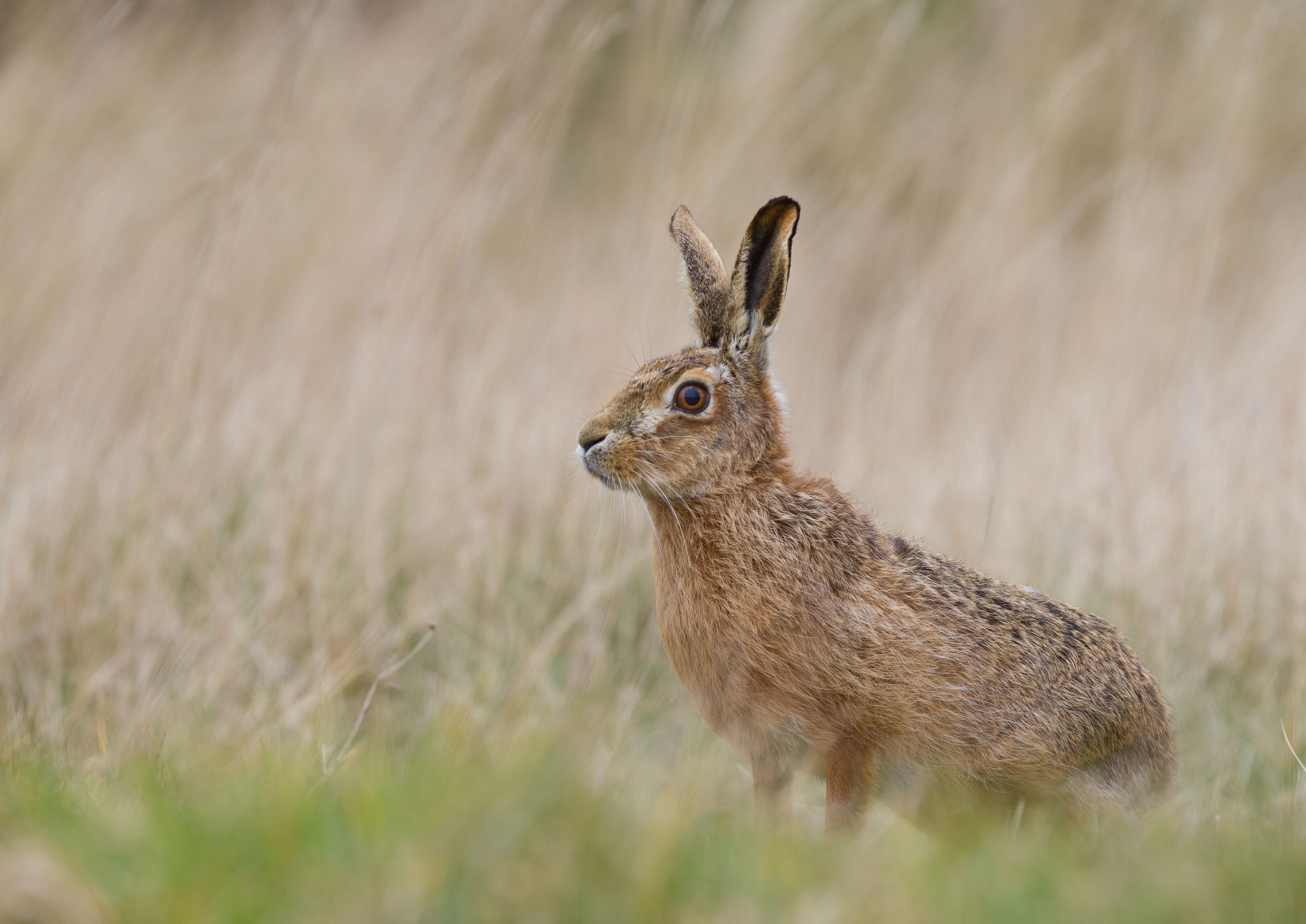 IMG_0580m1_v1.jpg IMG_0580m1_v1.jpg