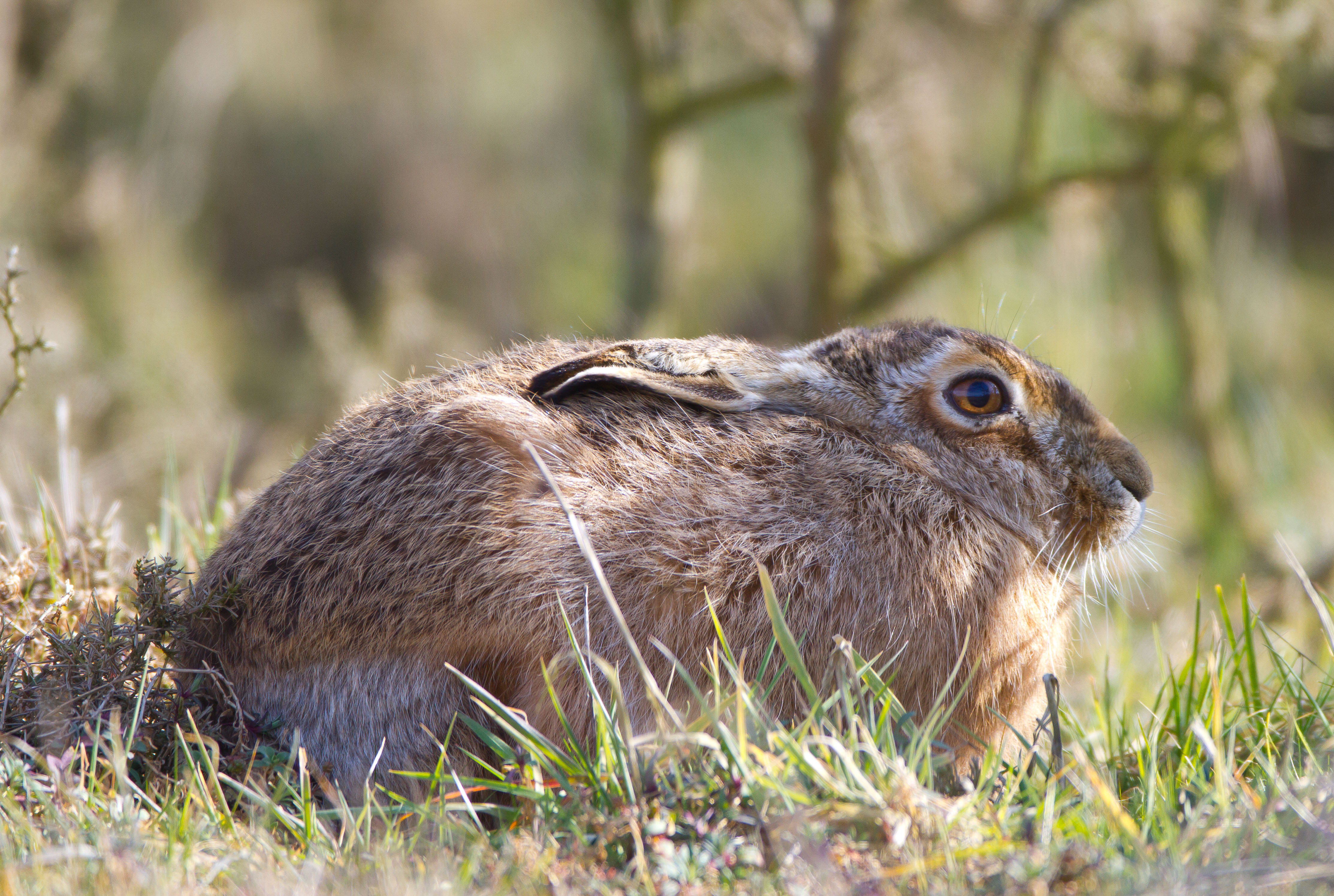 IMG_8463m1jpg.jpg IMG_8463m1jpg.jpg