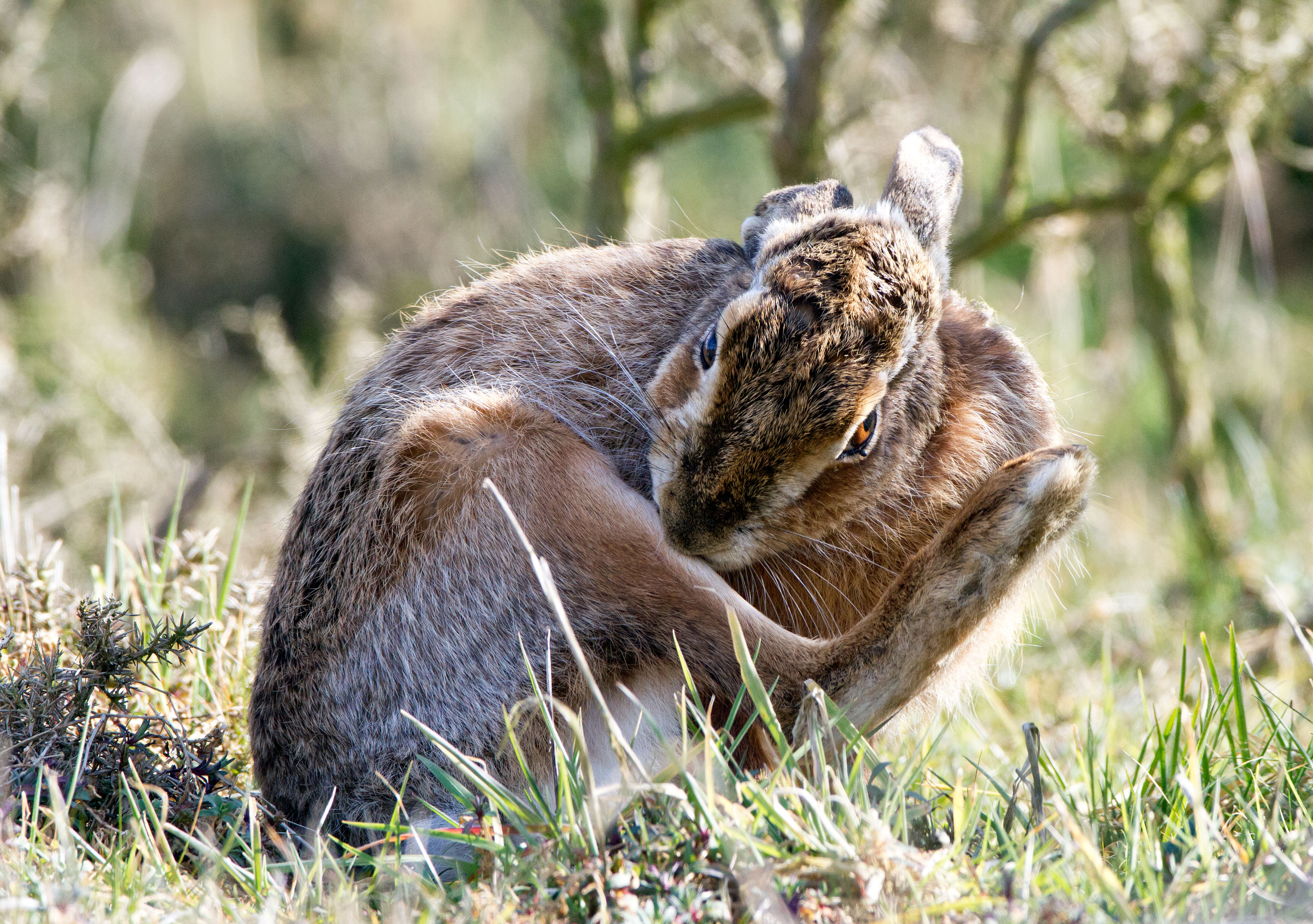 IMG_8471AL.jpg IMG_8471AL.jpg