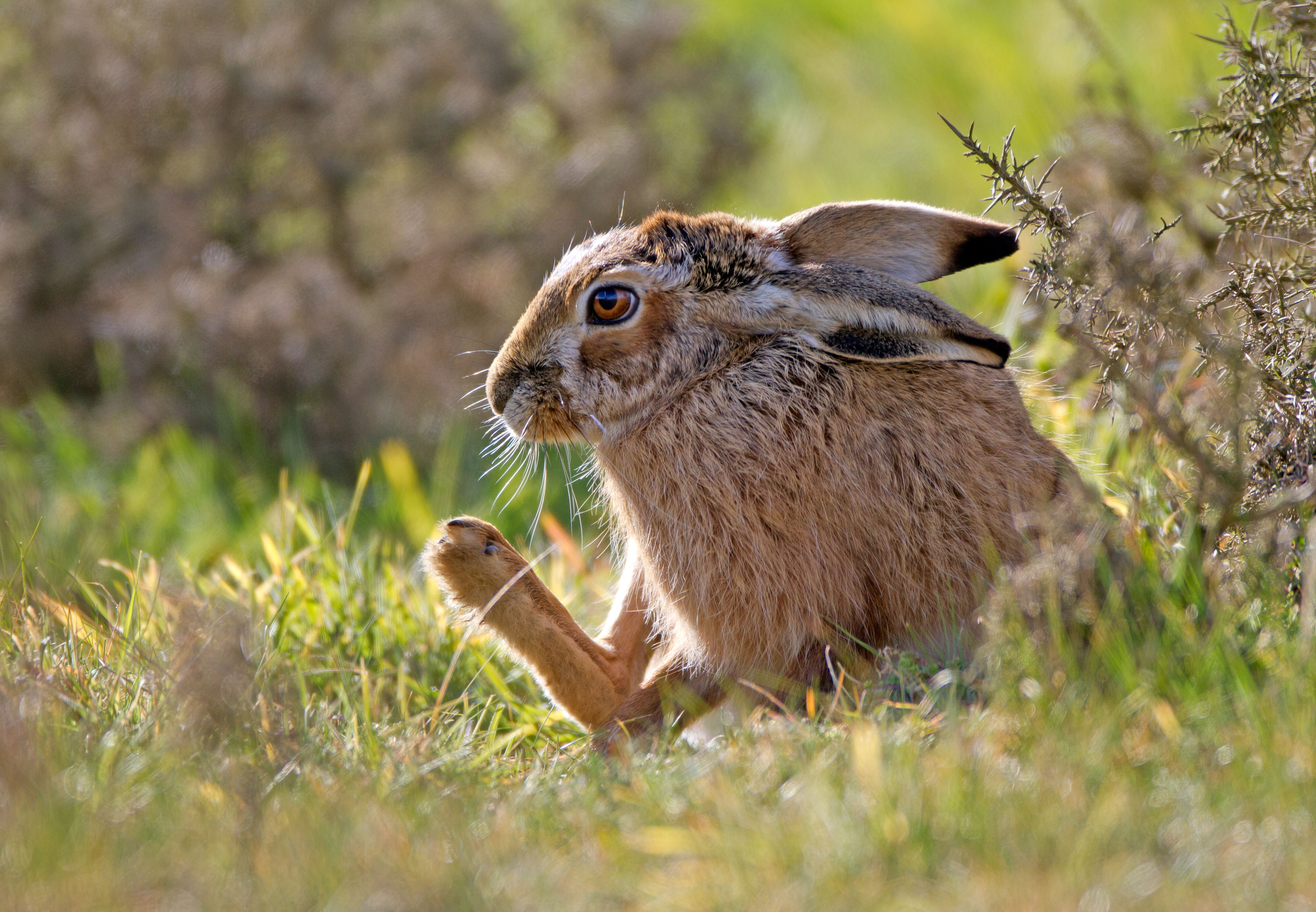 IMG_8557AL.jpg IMG_8557AL.jpg