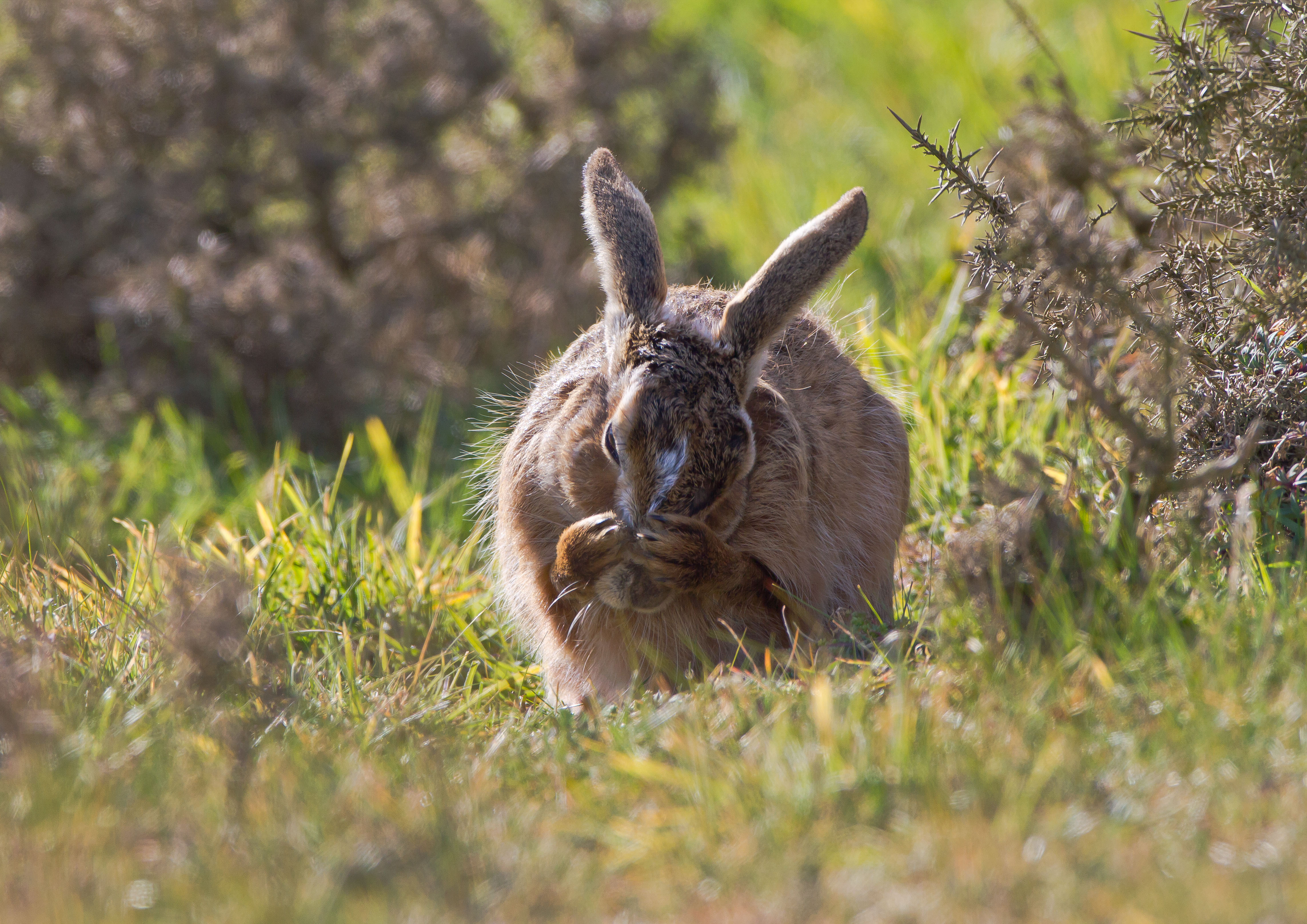 IMG_8582m1.jpg IMG_8582m1.jpg