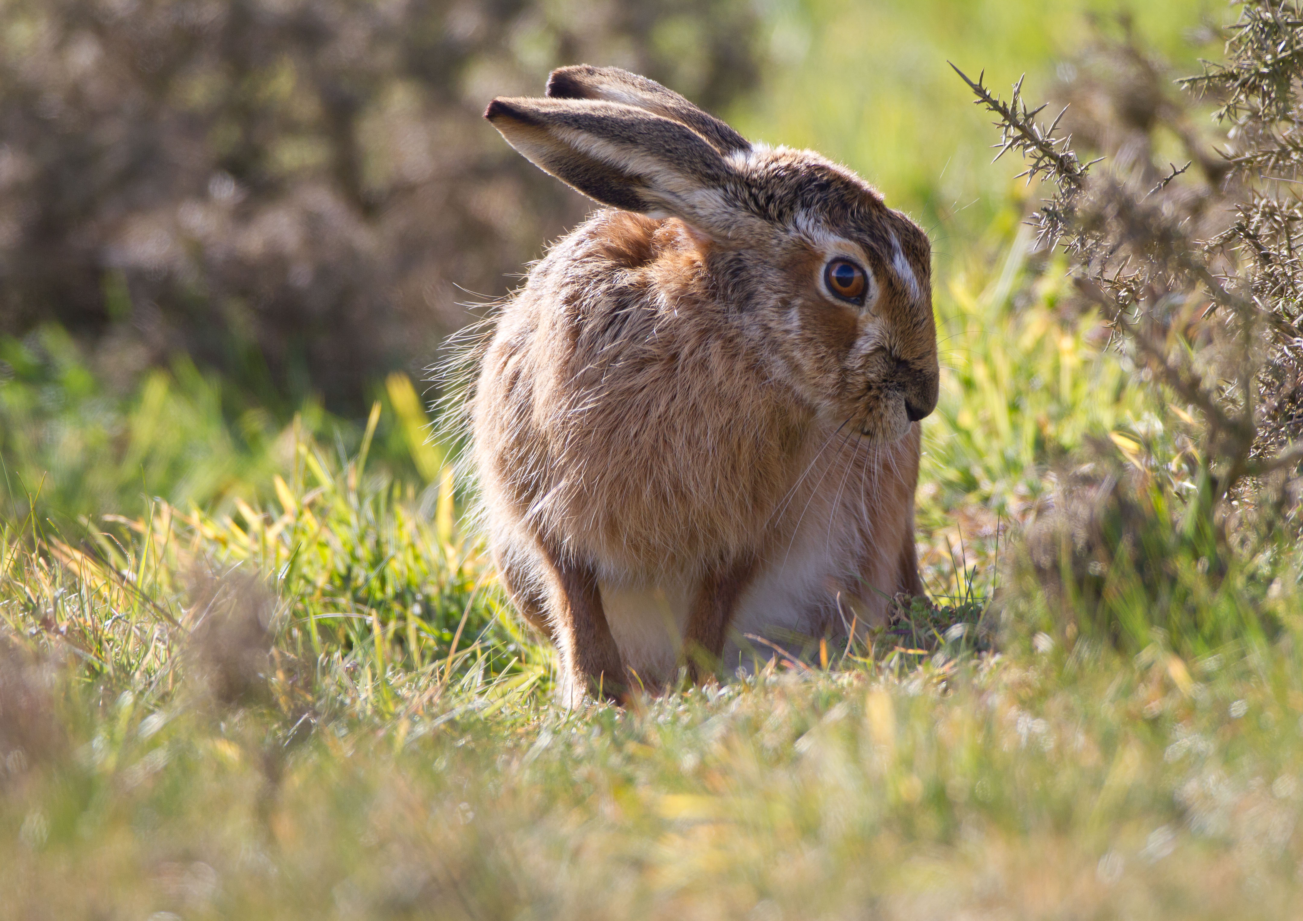 IMG_8612AL.jpg IMG_8612AL.jpg