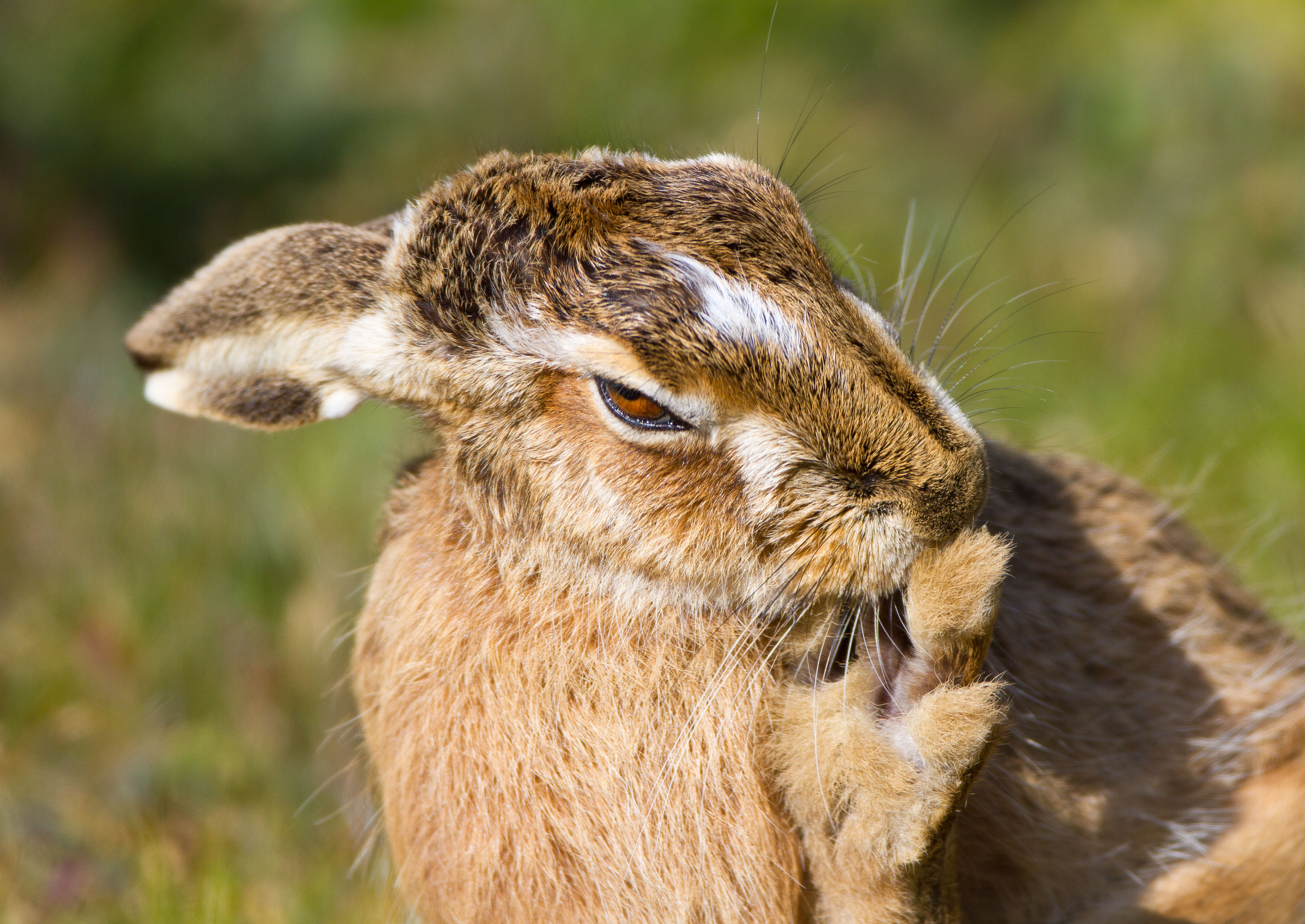 Brown Hare IMG_8678m1.jpg