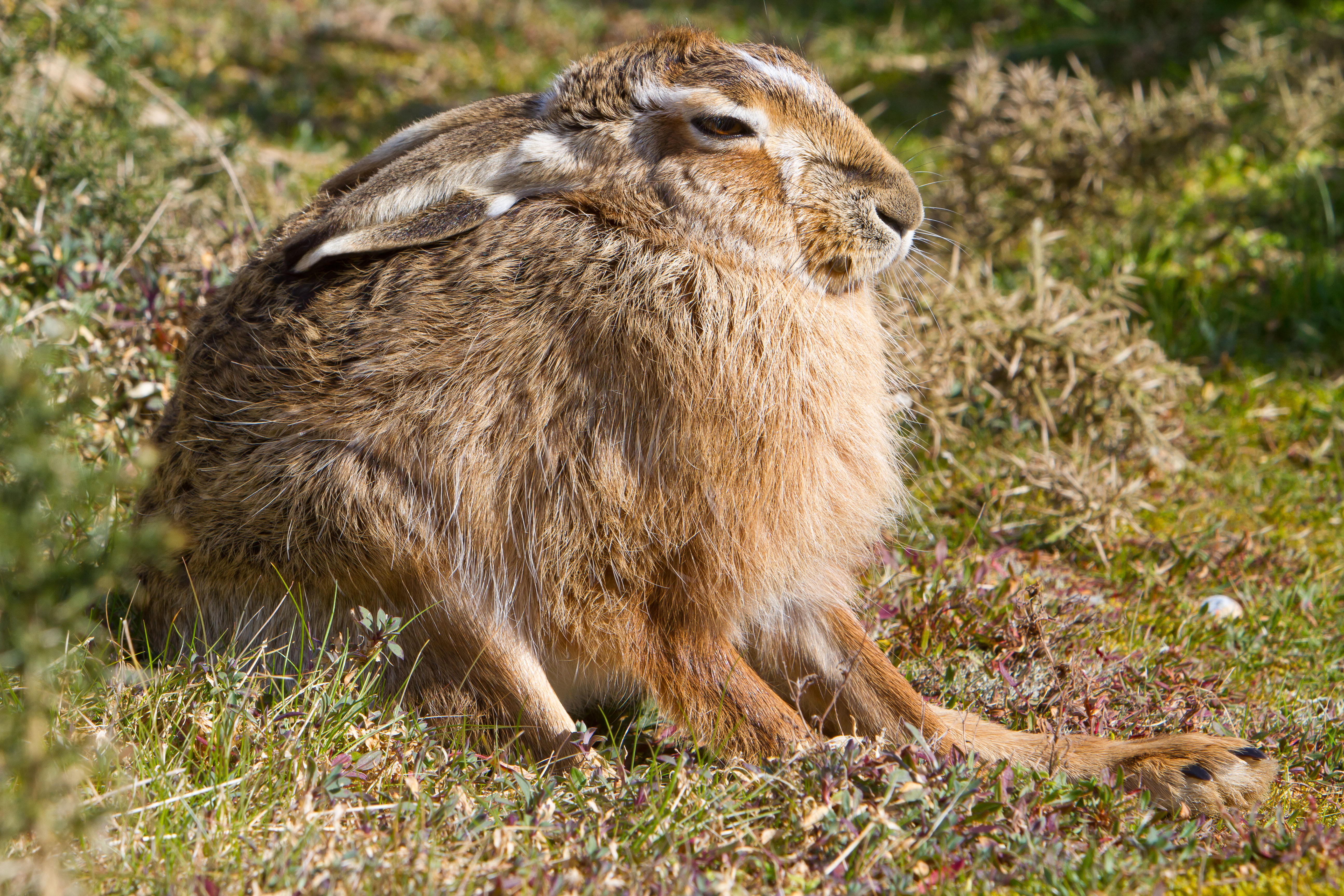 IMG_8797m1.jpg IMG_8797m1.jpg