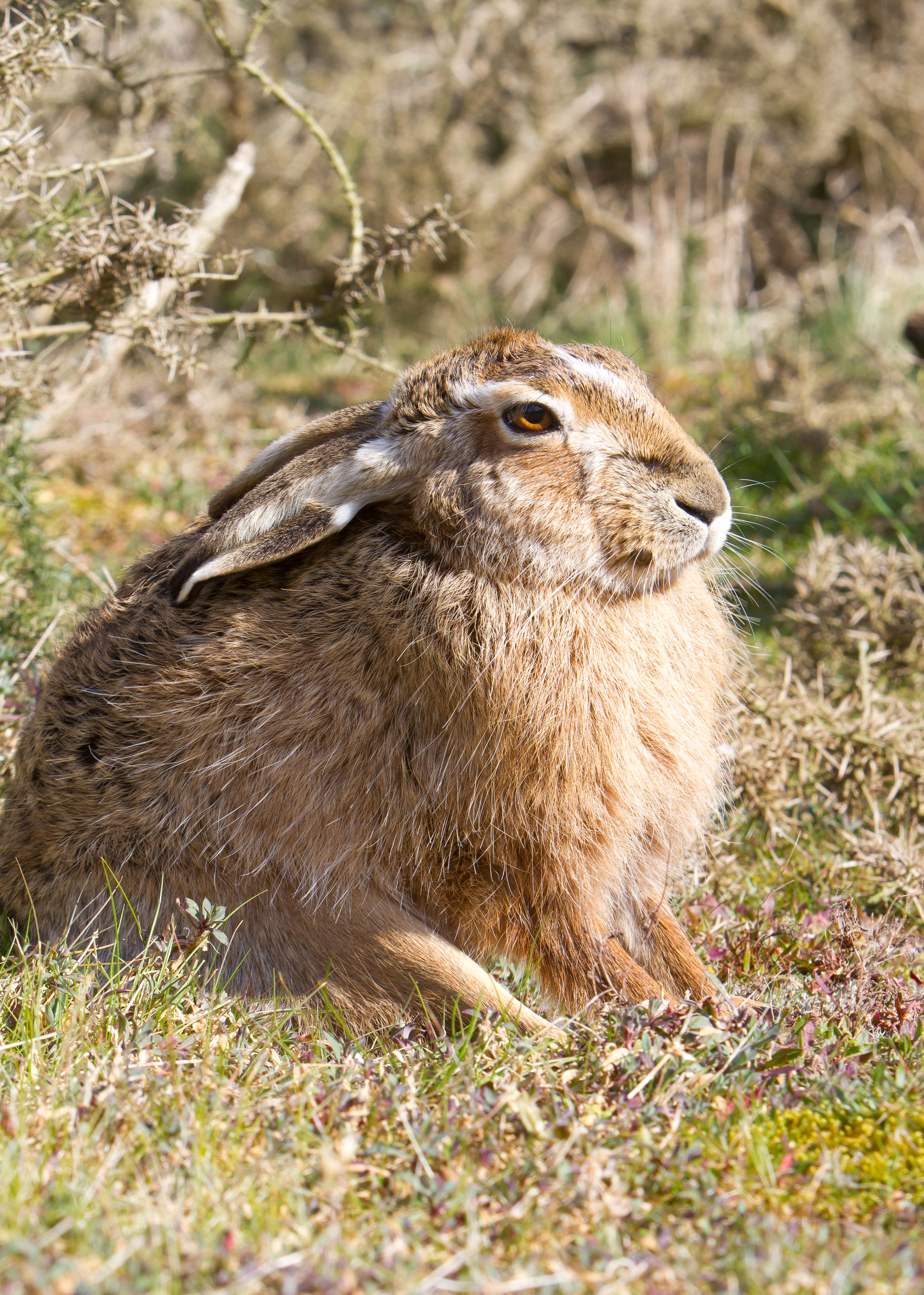 IMG_8887m1.jpg IMG_8887m1.jpg