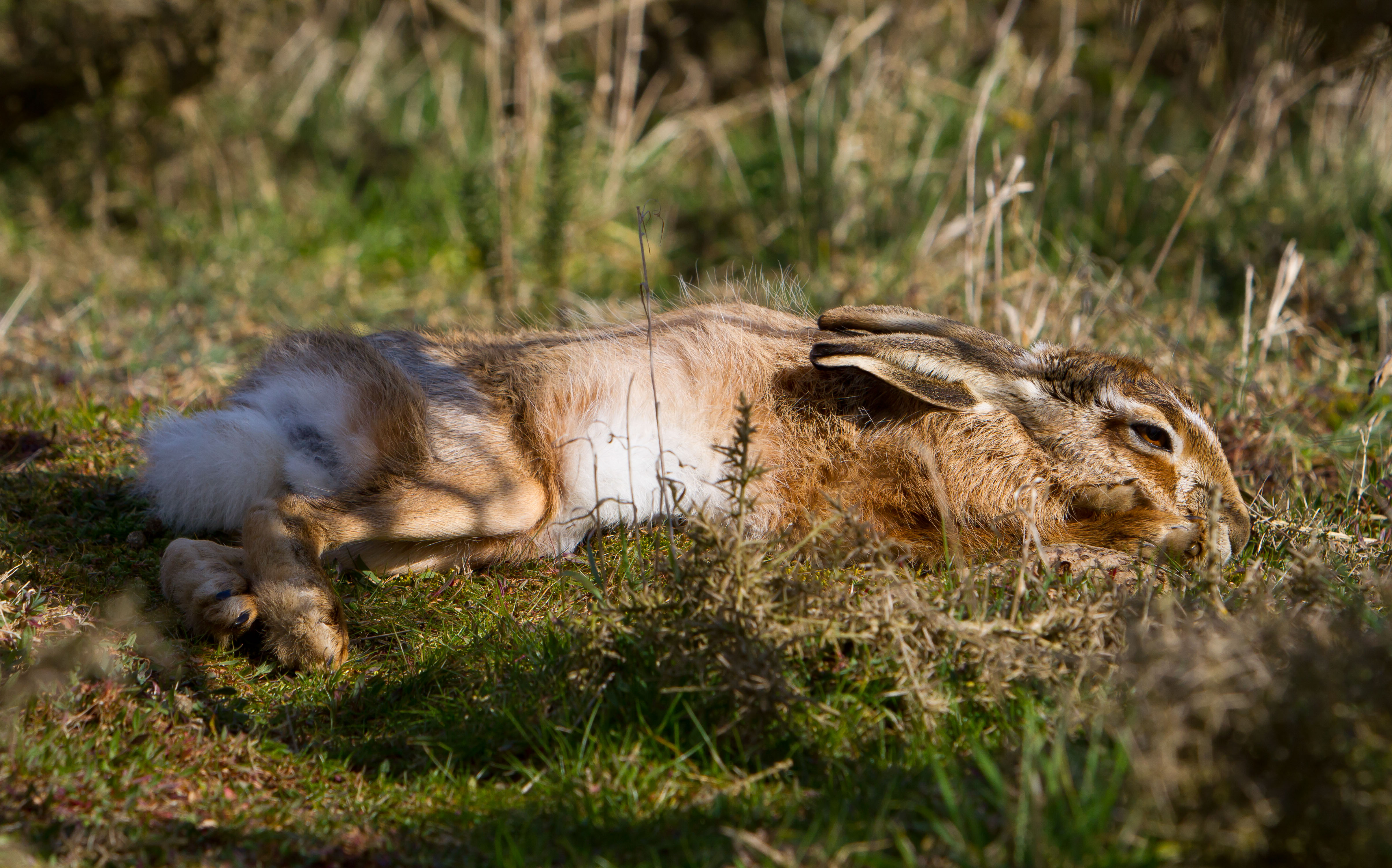 IMG_9005m1.jpg IMG_9005m1.jpg