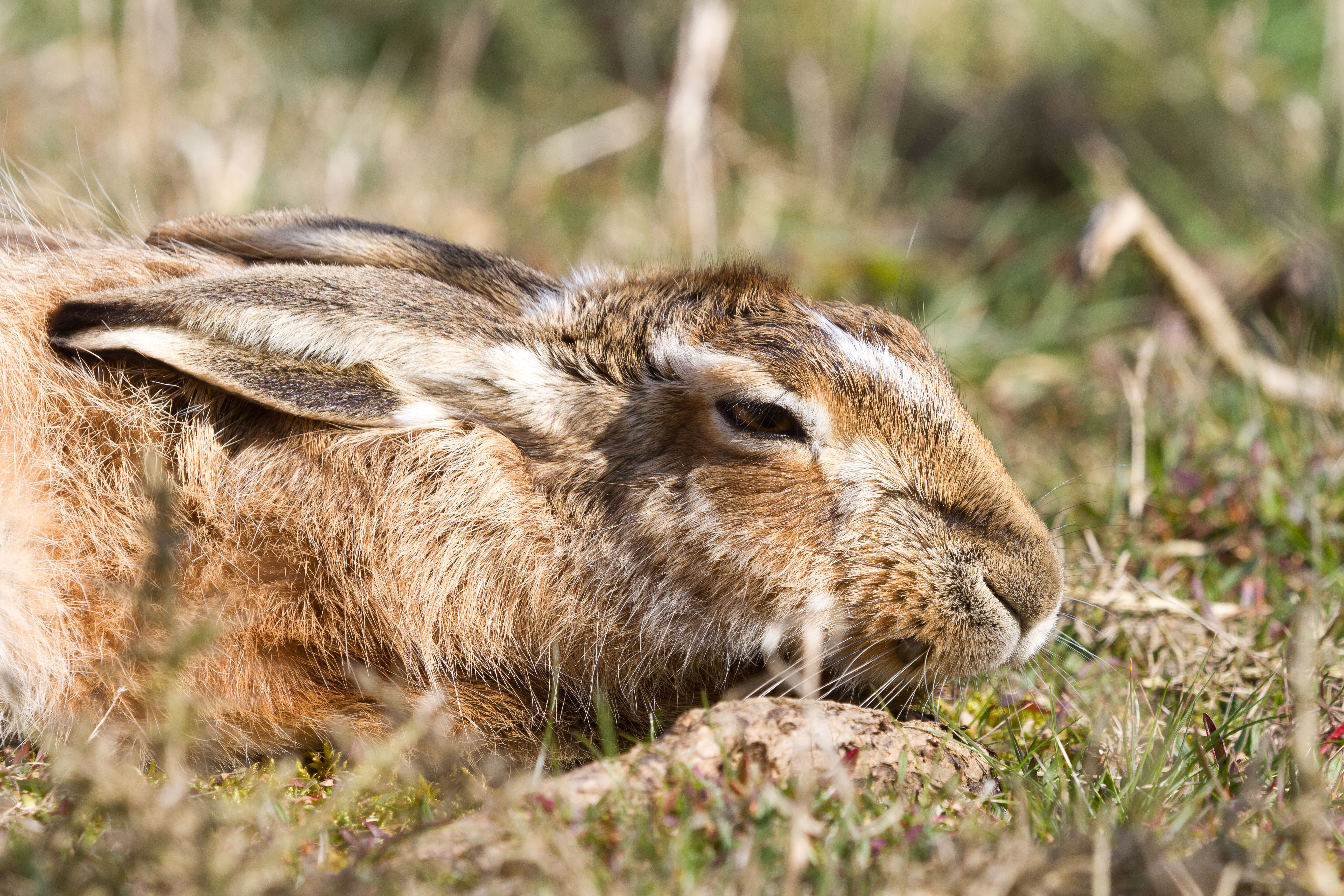 IMG_9025m1.jpg IMG_9025m1.jpg