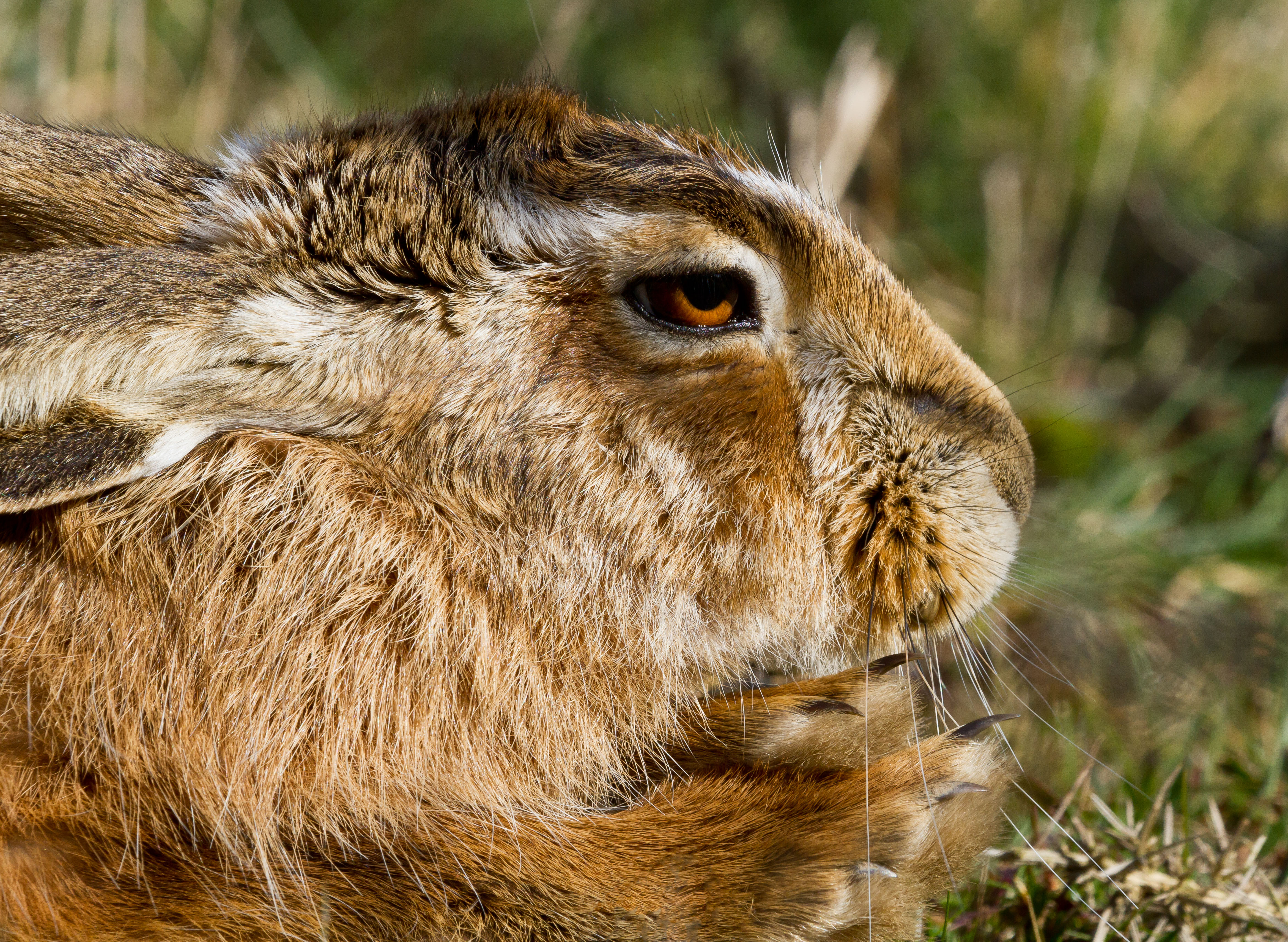 IMG_9040m1.jpg IMG_9040m1.jpg