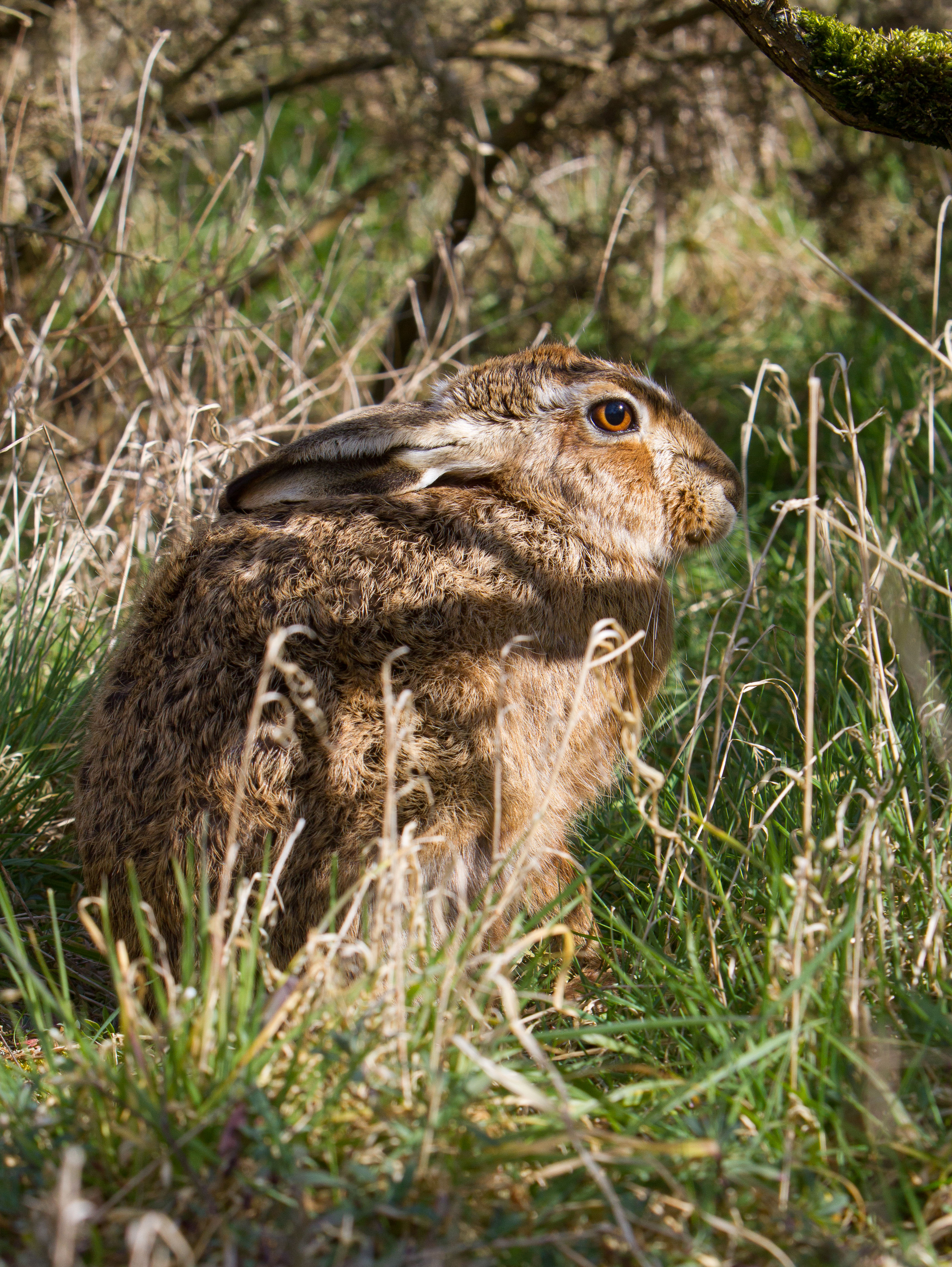 Brown Hare IMG_9073m1.jpg