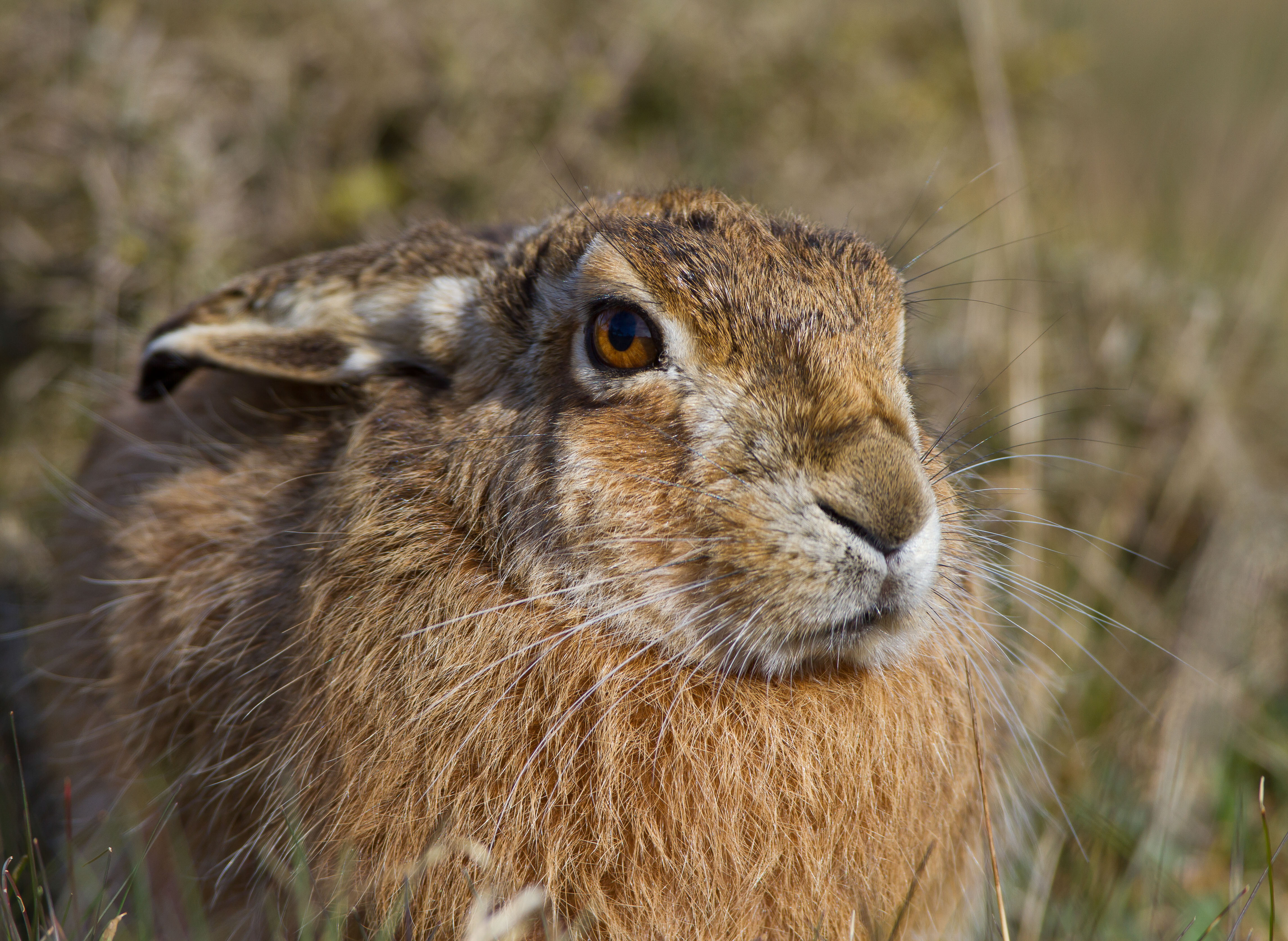 IMG_9079m1.jpg IMG_9079m1.jpg