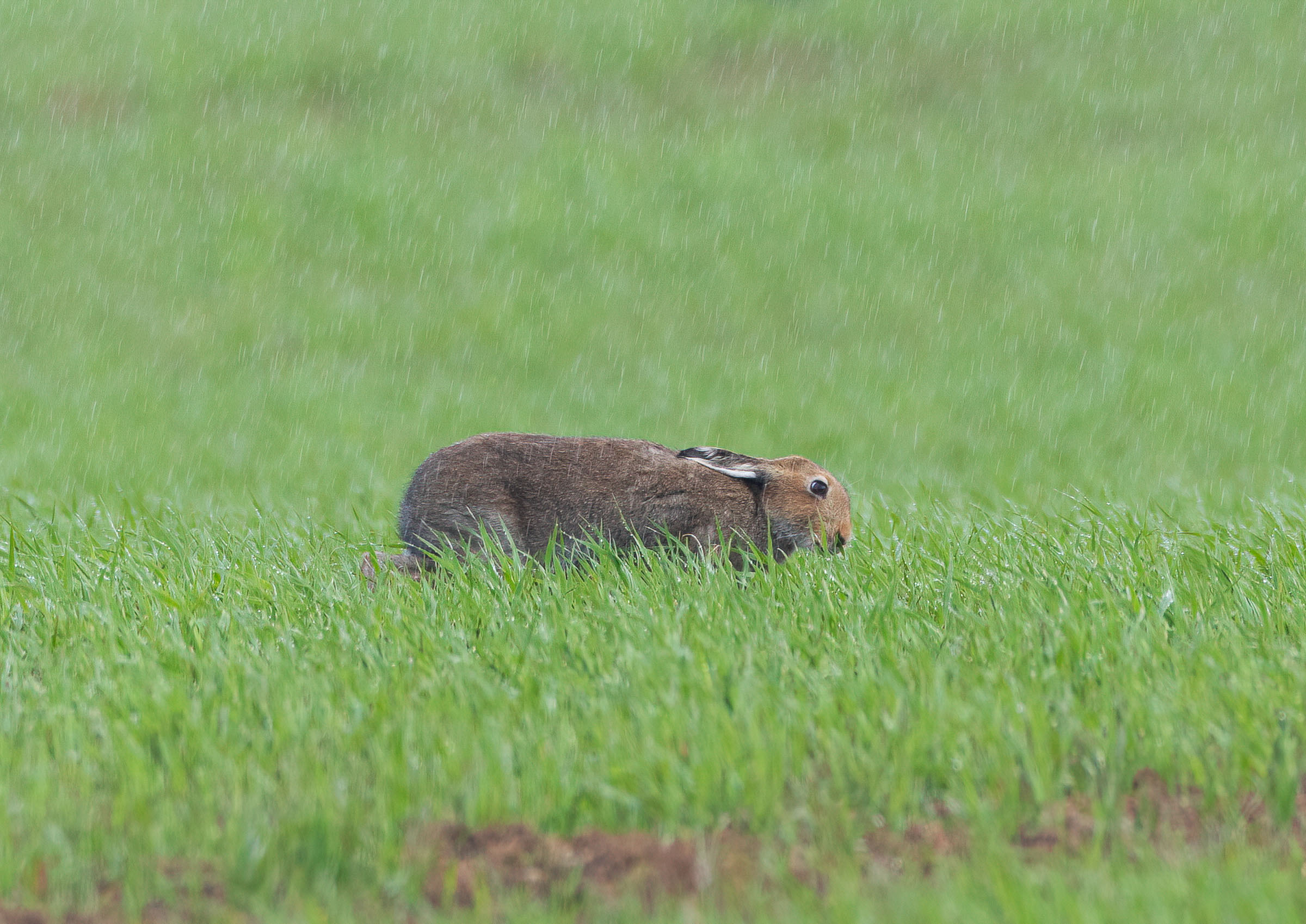 irish hare _AM20302m1.jpg