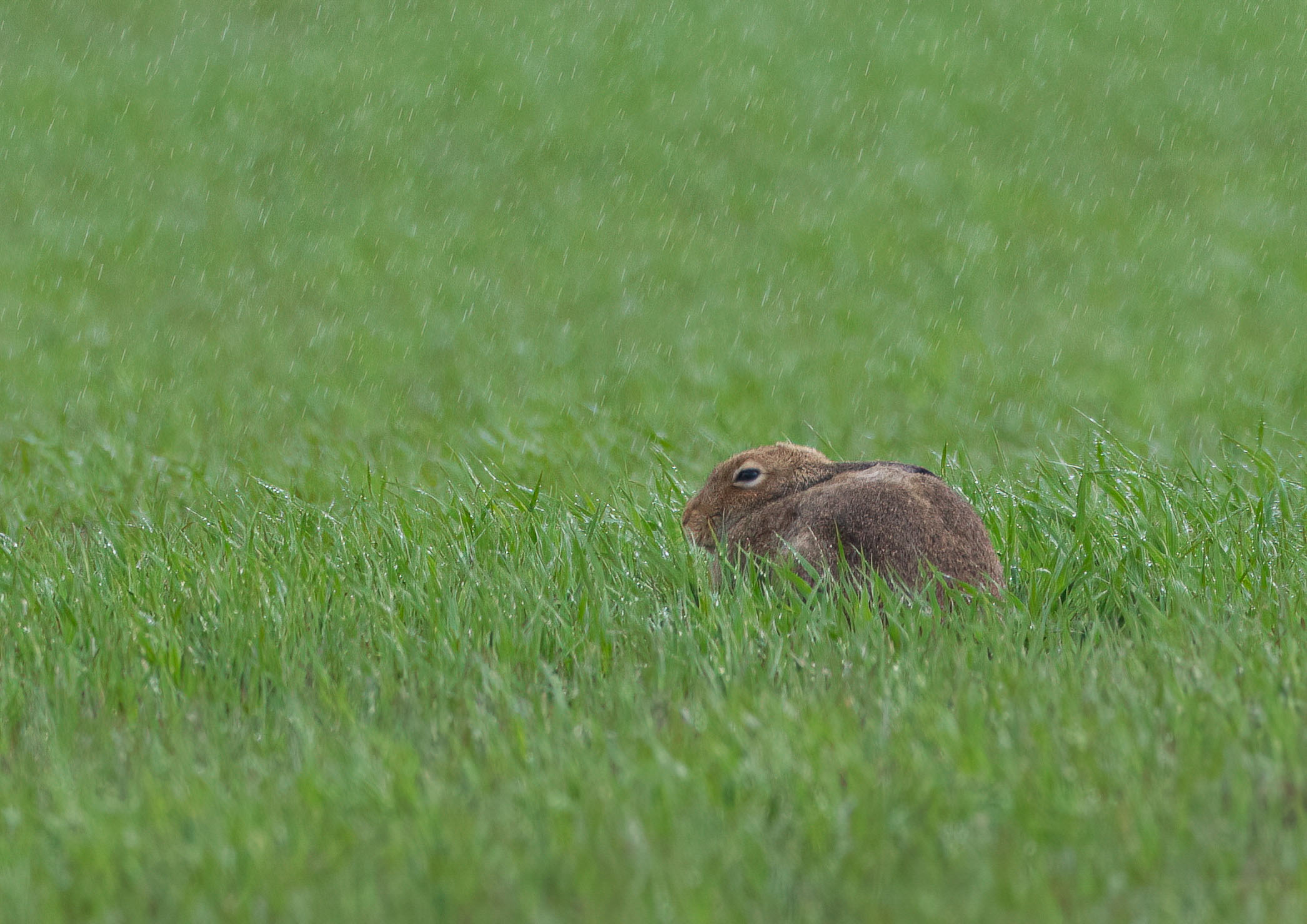 _AM20312m1.jpg _AM20312m1.jpg