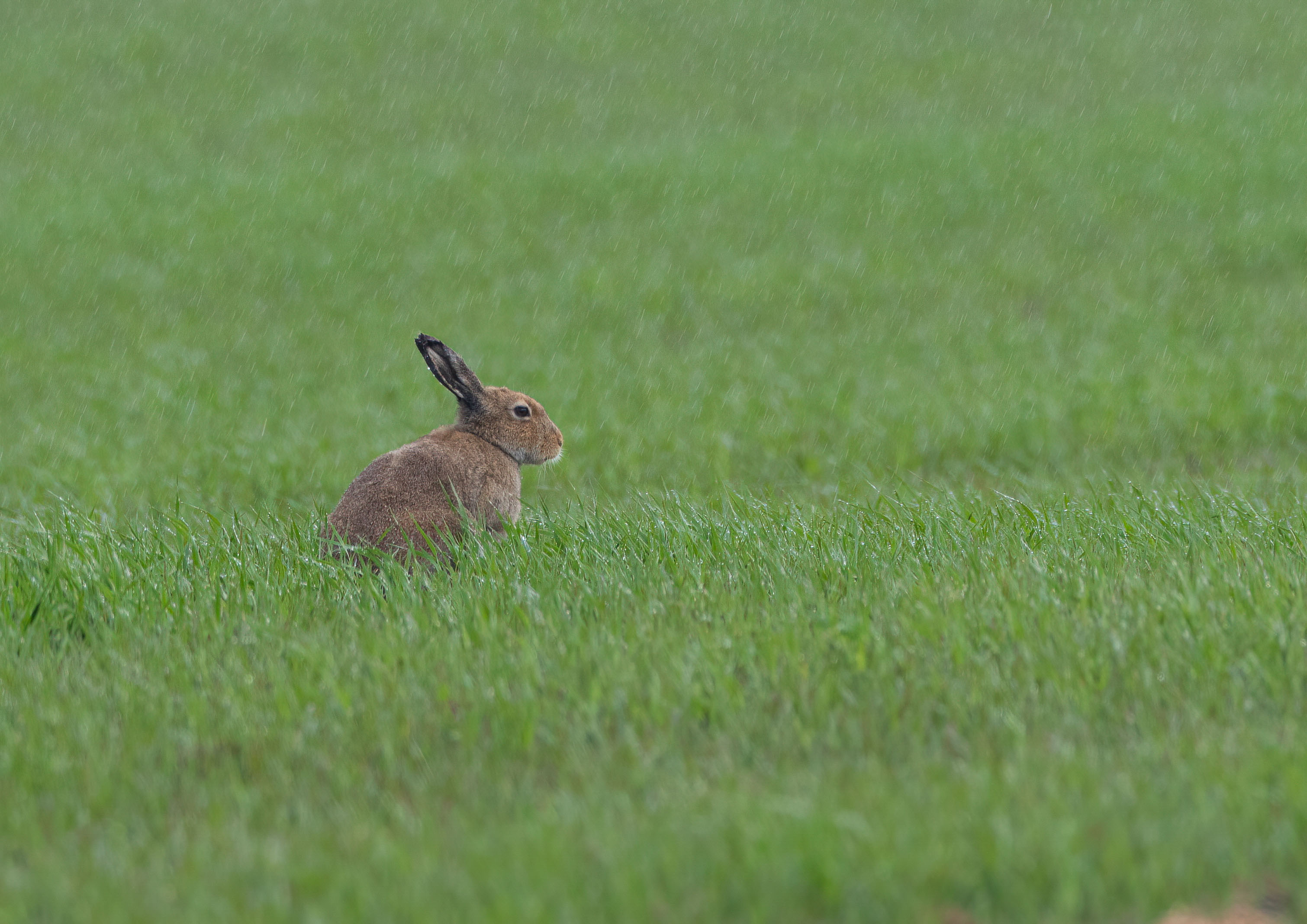 _AM20326m1.jpg _AM20326m1.jpg