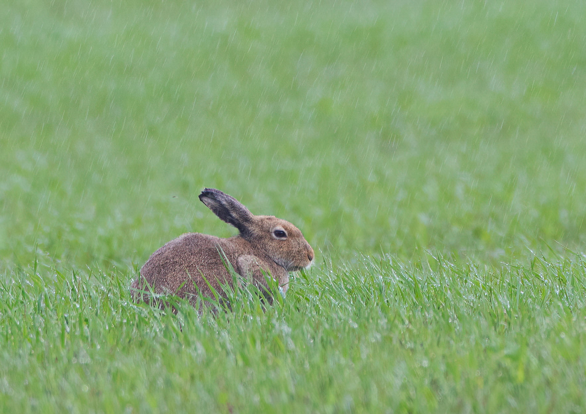 _AM20340m1.jpg _AM20340m1.jpg