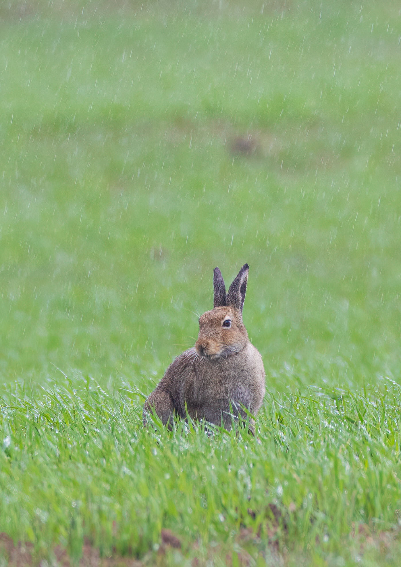 _AM20401m1.jpg _AM20401m1.jpg