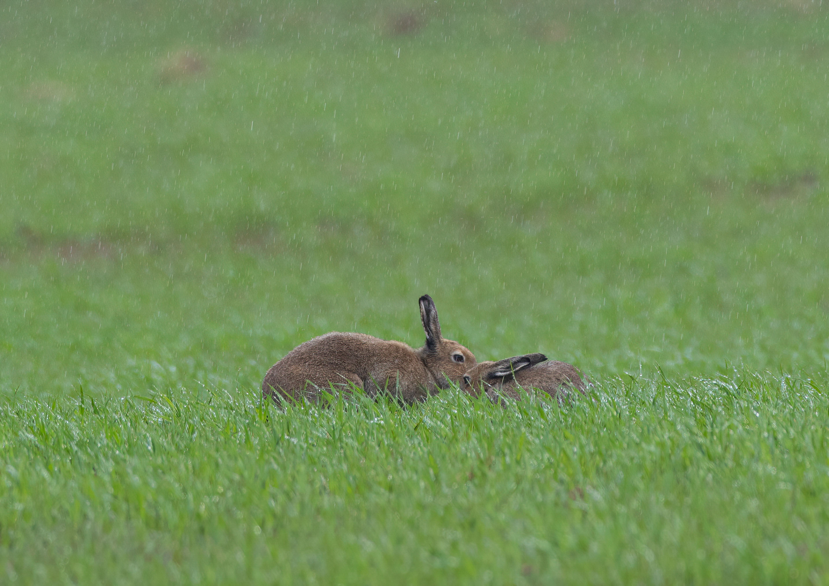 _AM20417m1.jpg _AM20417m1.jpg