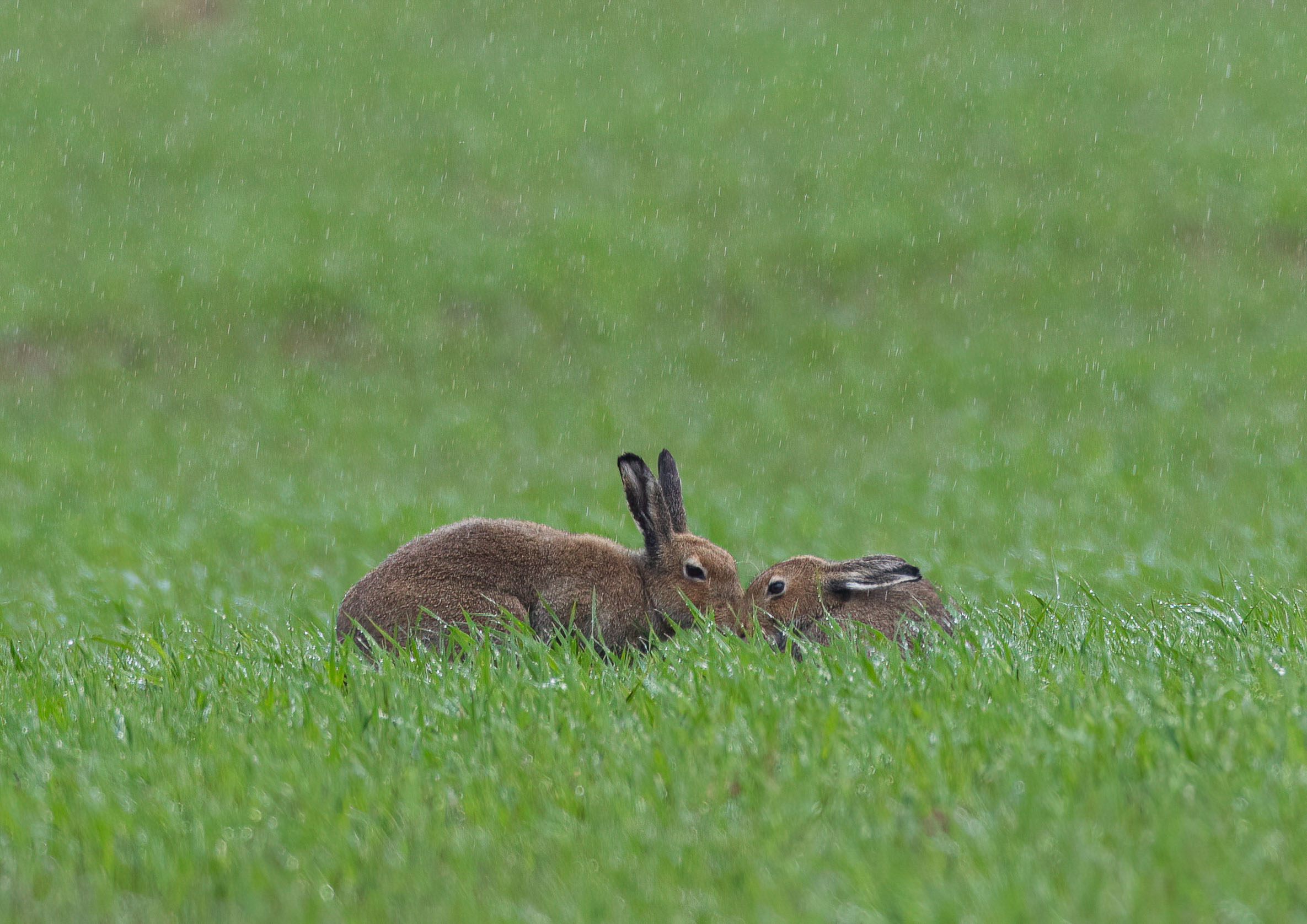 _AM20421m1.jpg _AM20421m1.jpg