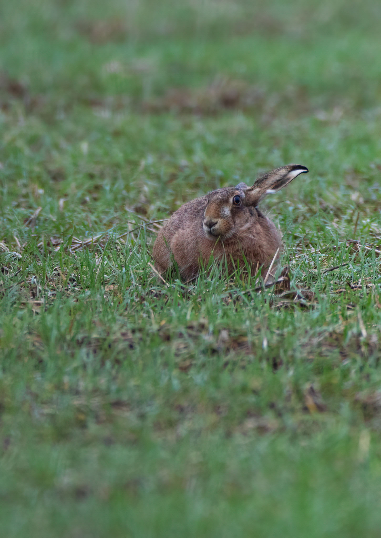 brown hare _AM20429m1.jpg