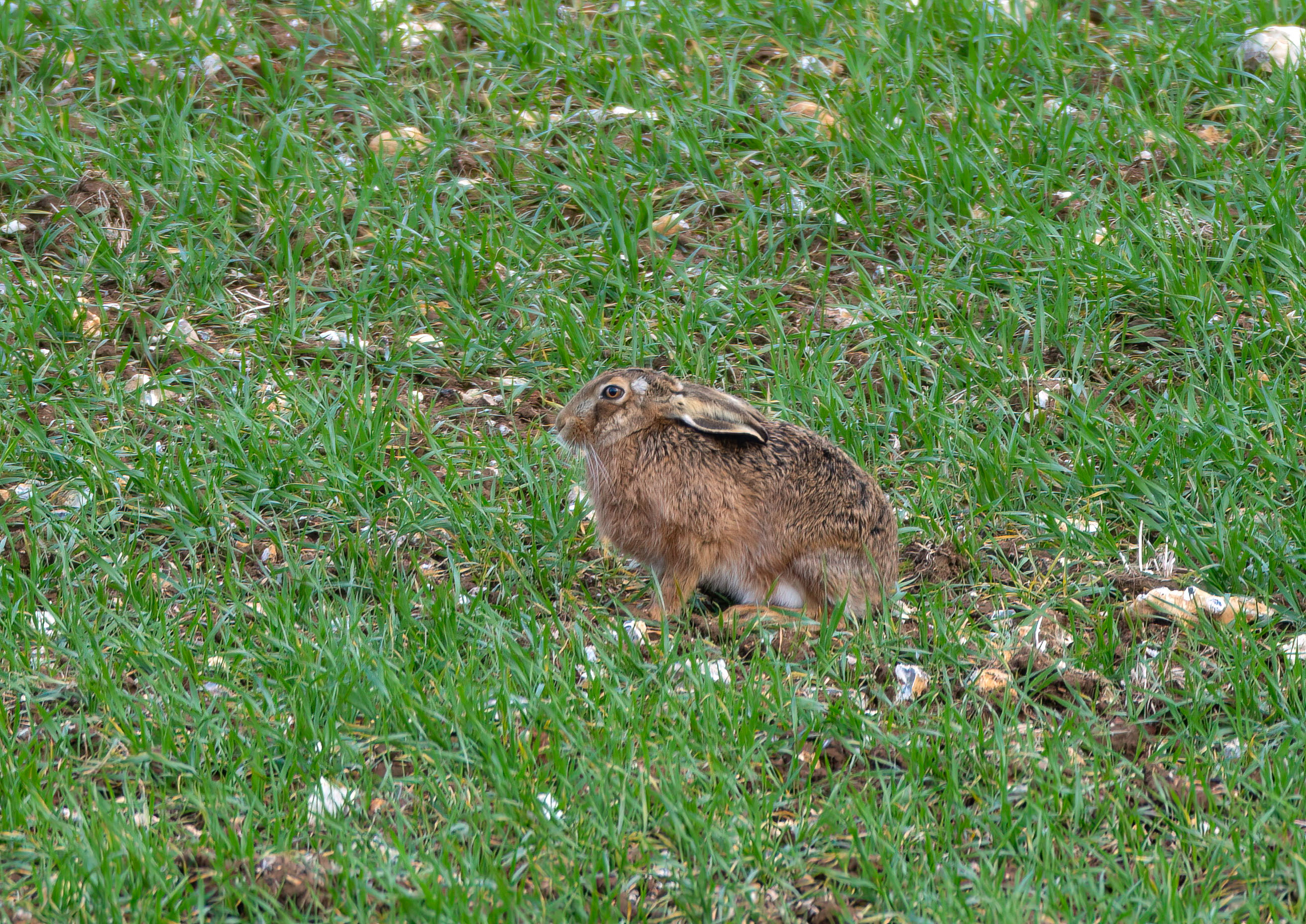 Brown Hare _AM21608m1.jpg