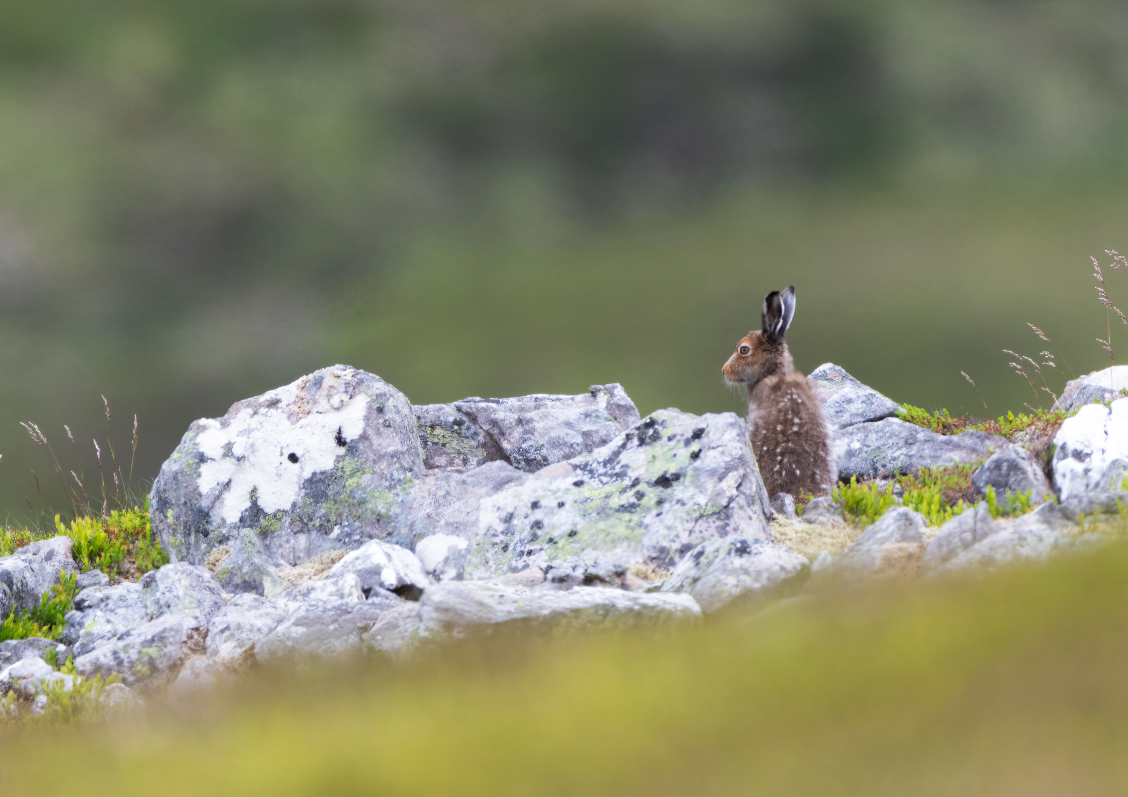 mountain hare _AM25708m1.jpg