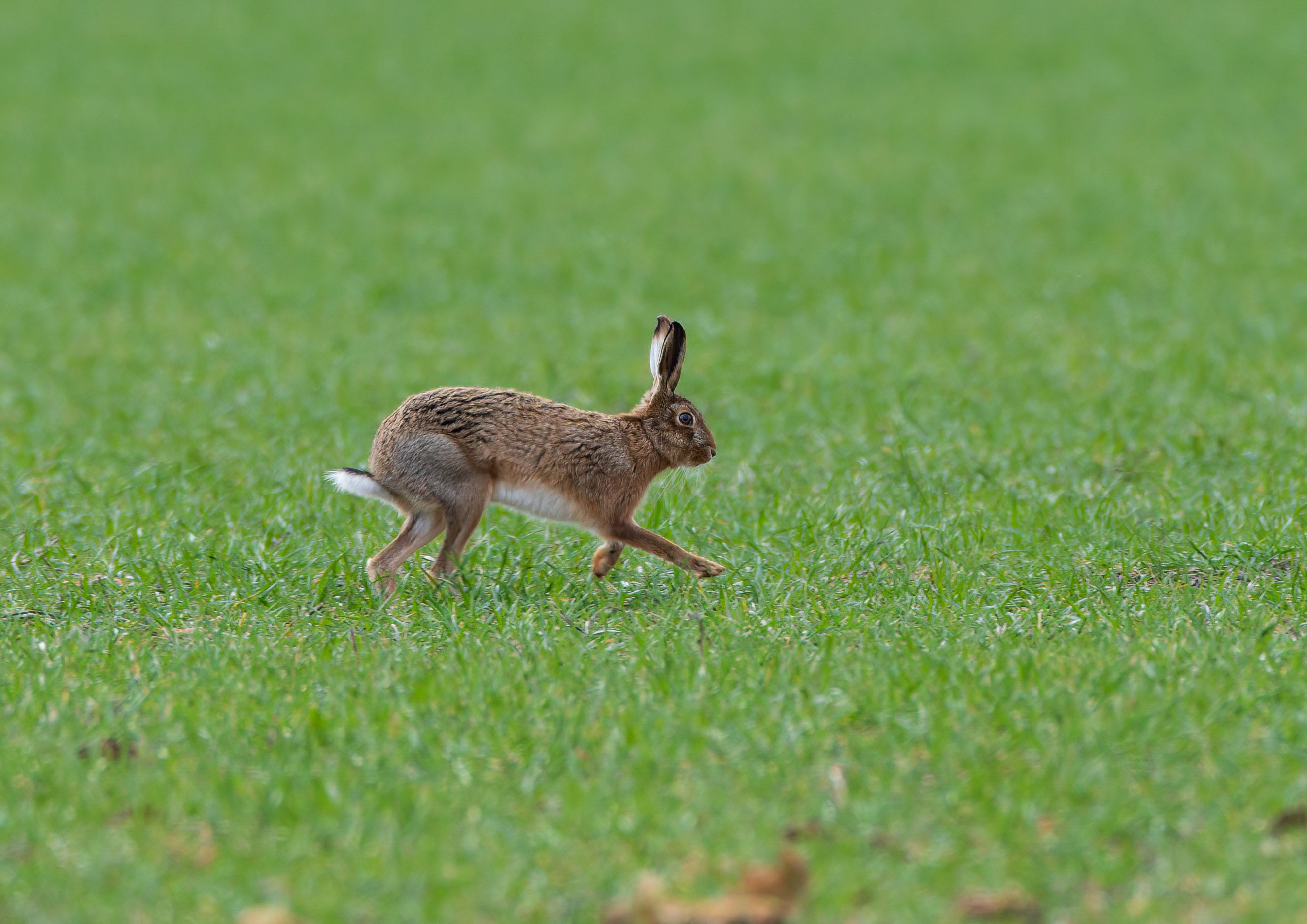 brown hare _AM26607m1.jpg