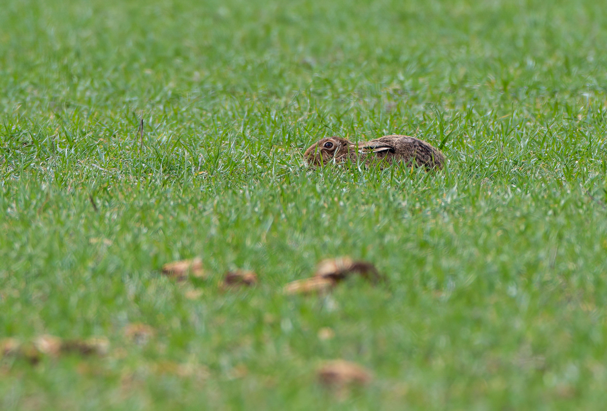 brown hare _AM26668m1.jpg