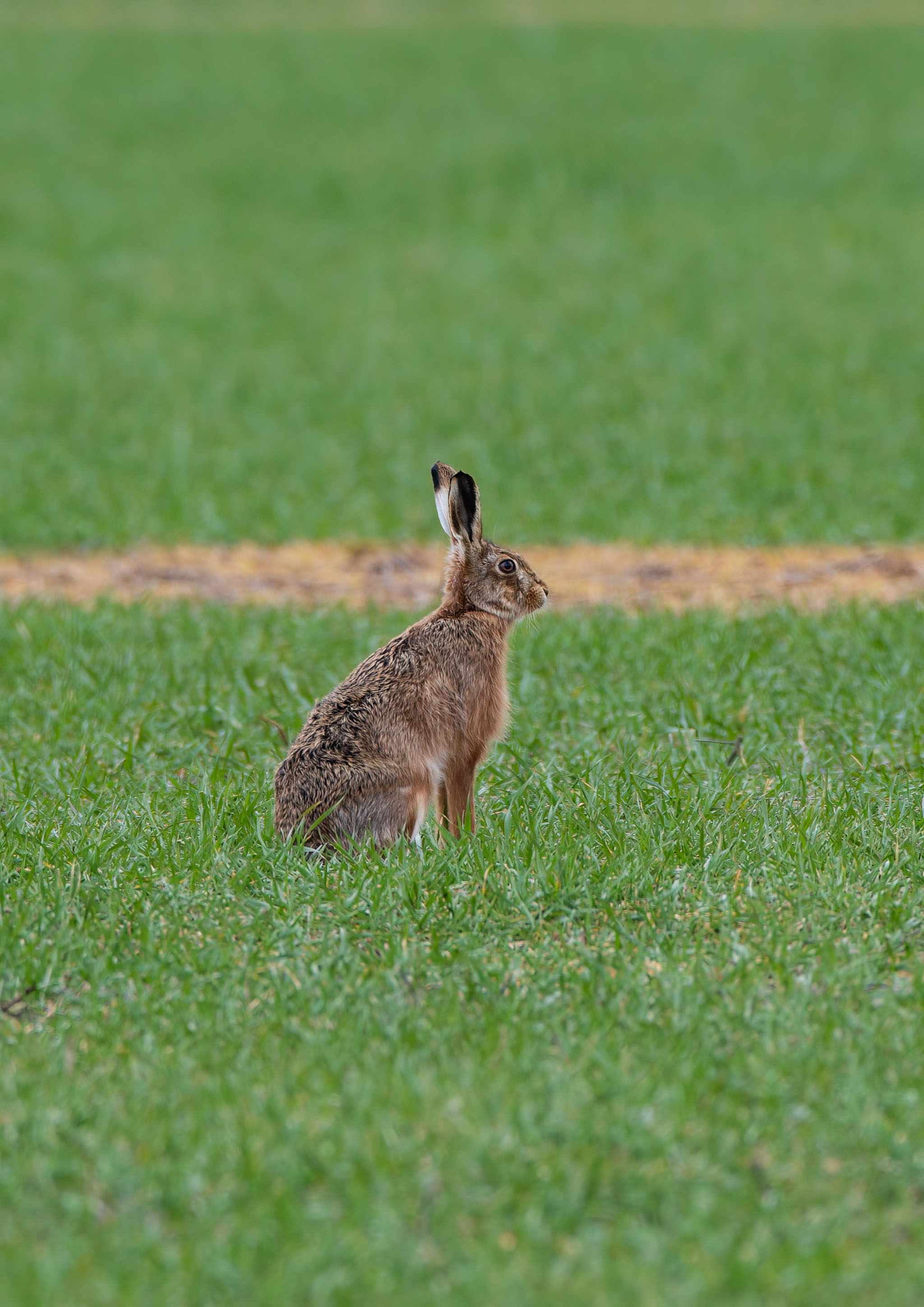 brown hare _AM26806m1.jpg