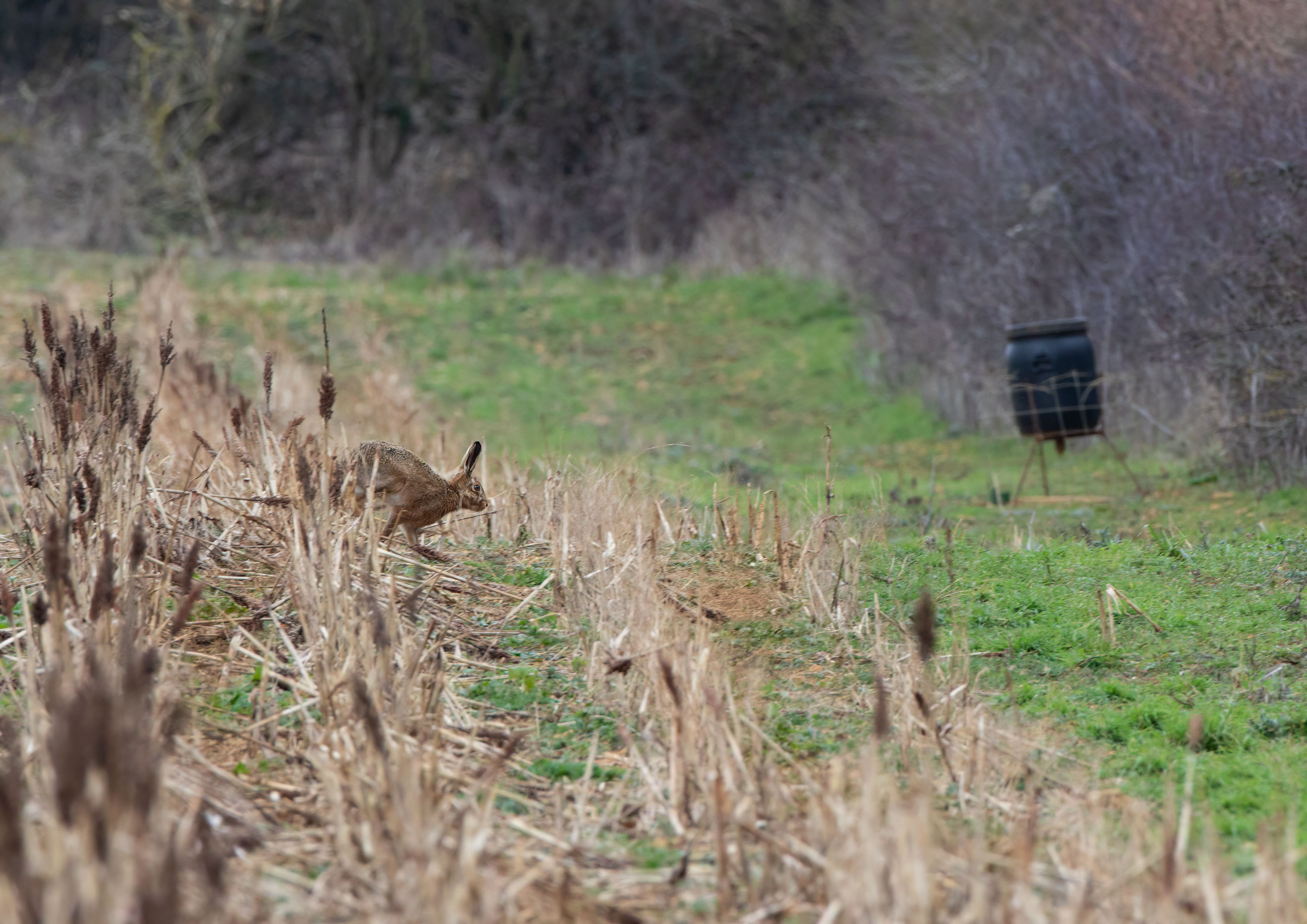 brown hare _AM26841m1.jpg