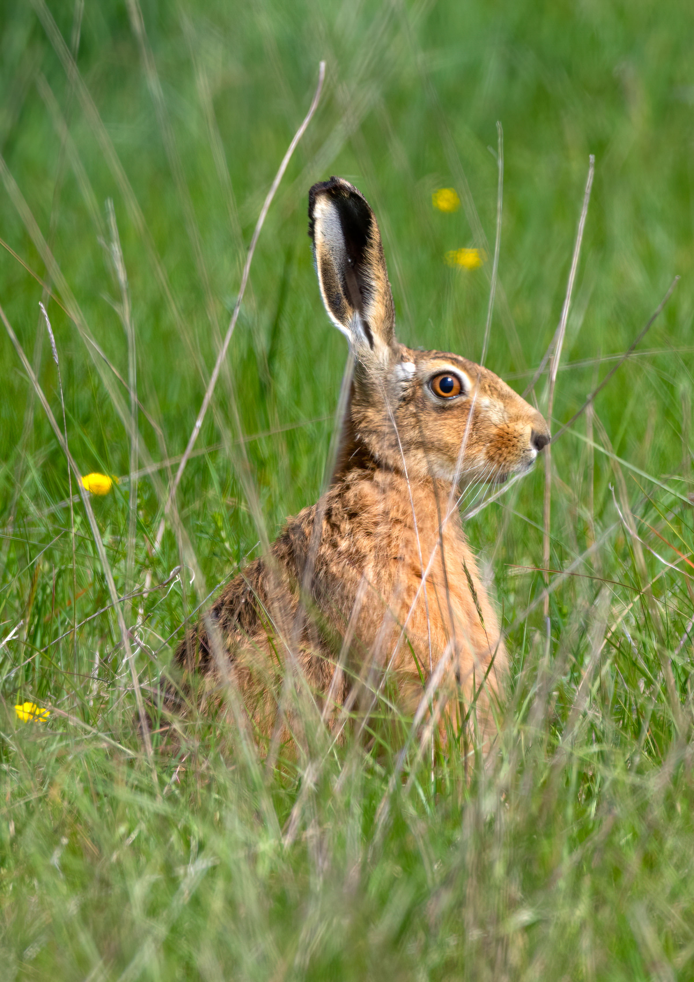 _AM26942m1.jpg _AM26942m1.jpg