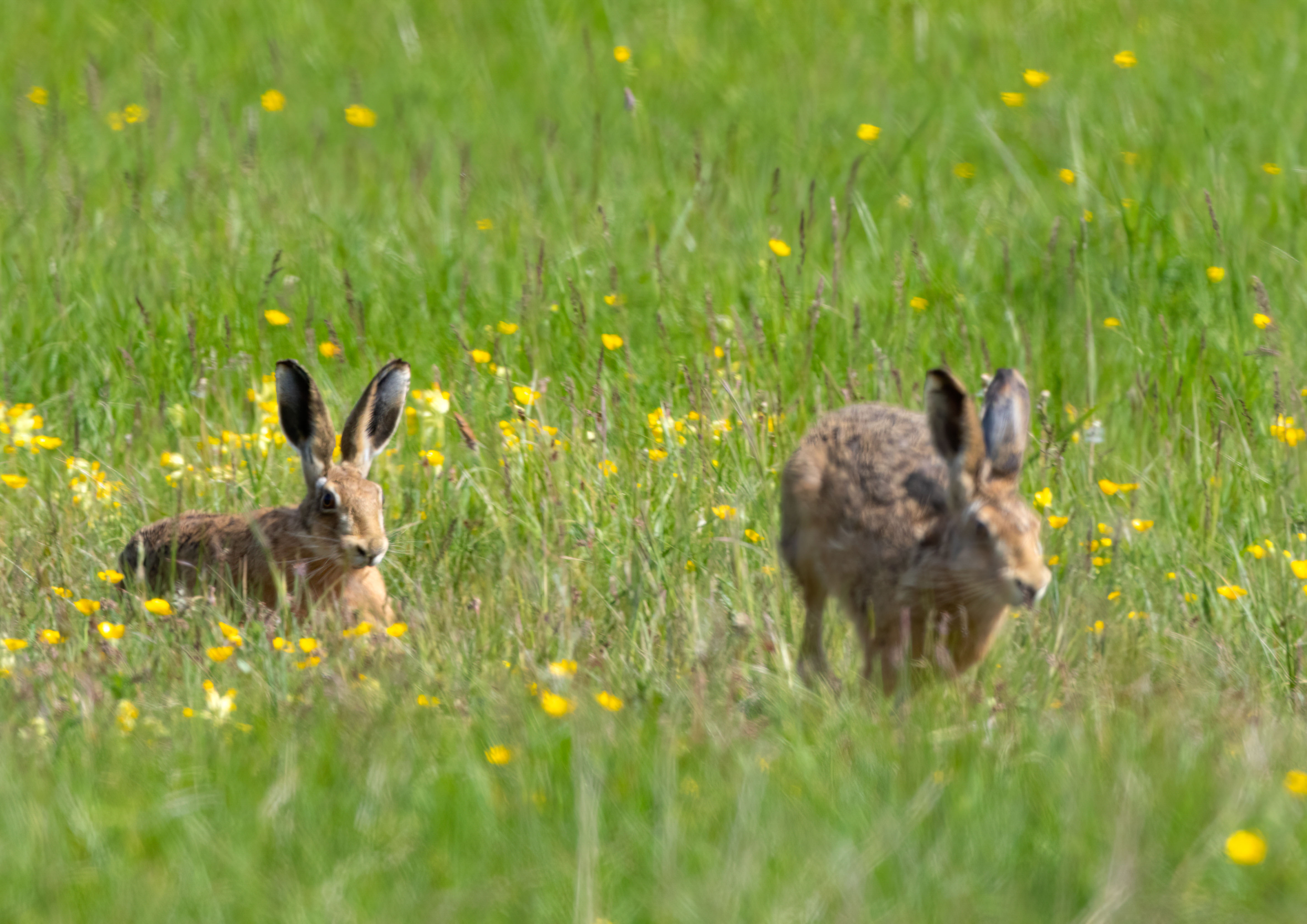 _AM26980m1.jpg _AM26980m1.jpg