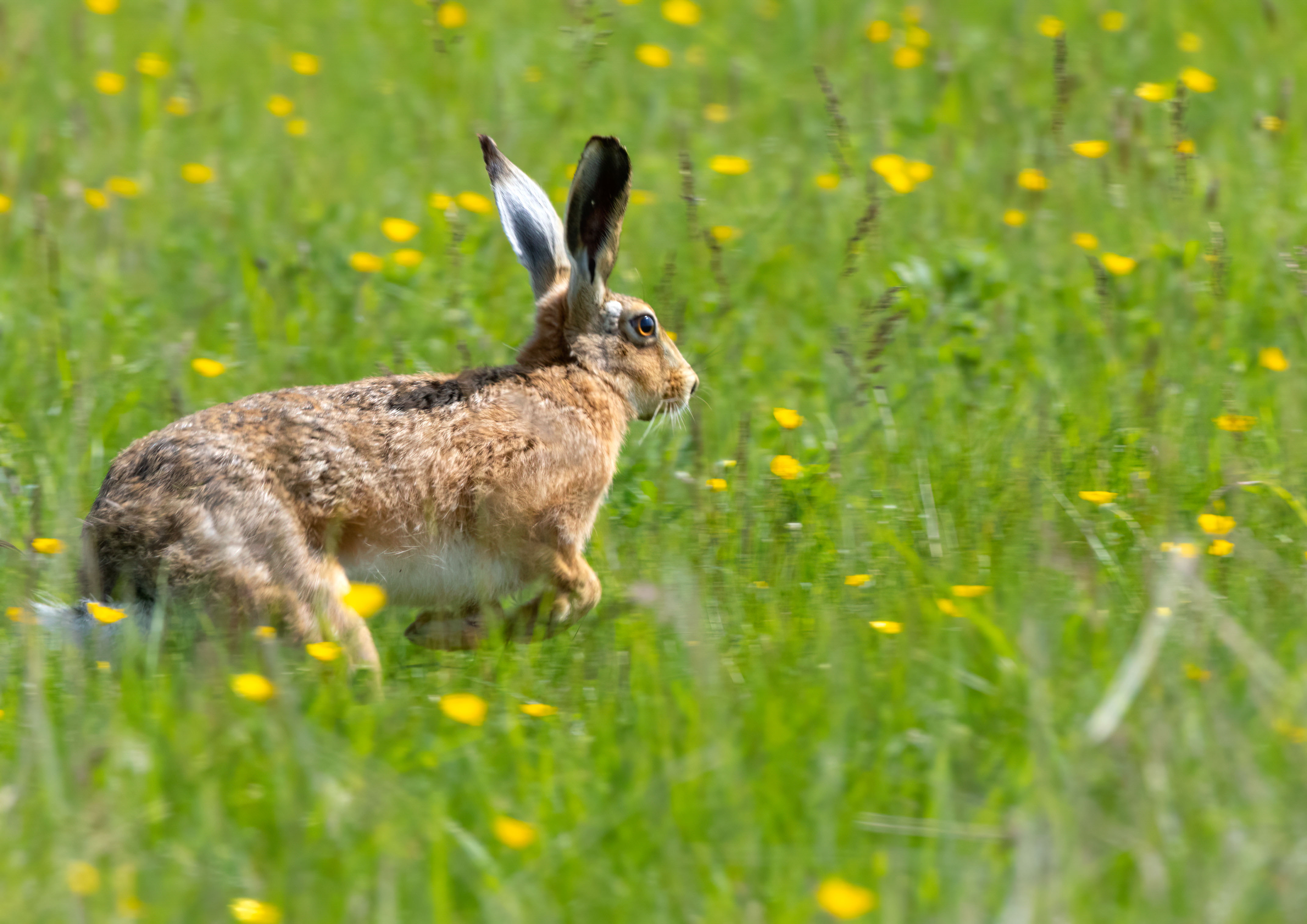 brown hare _AM26989m1.jpg