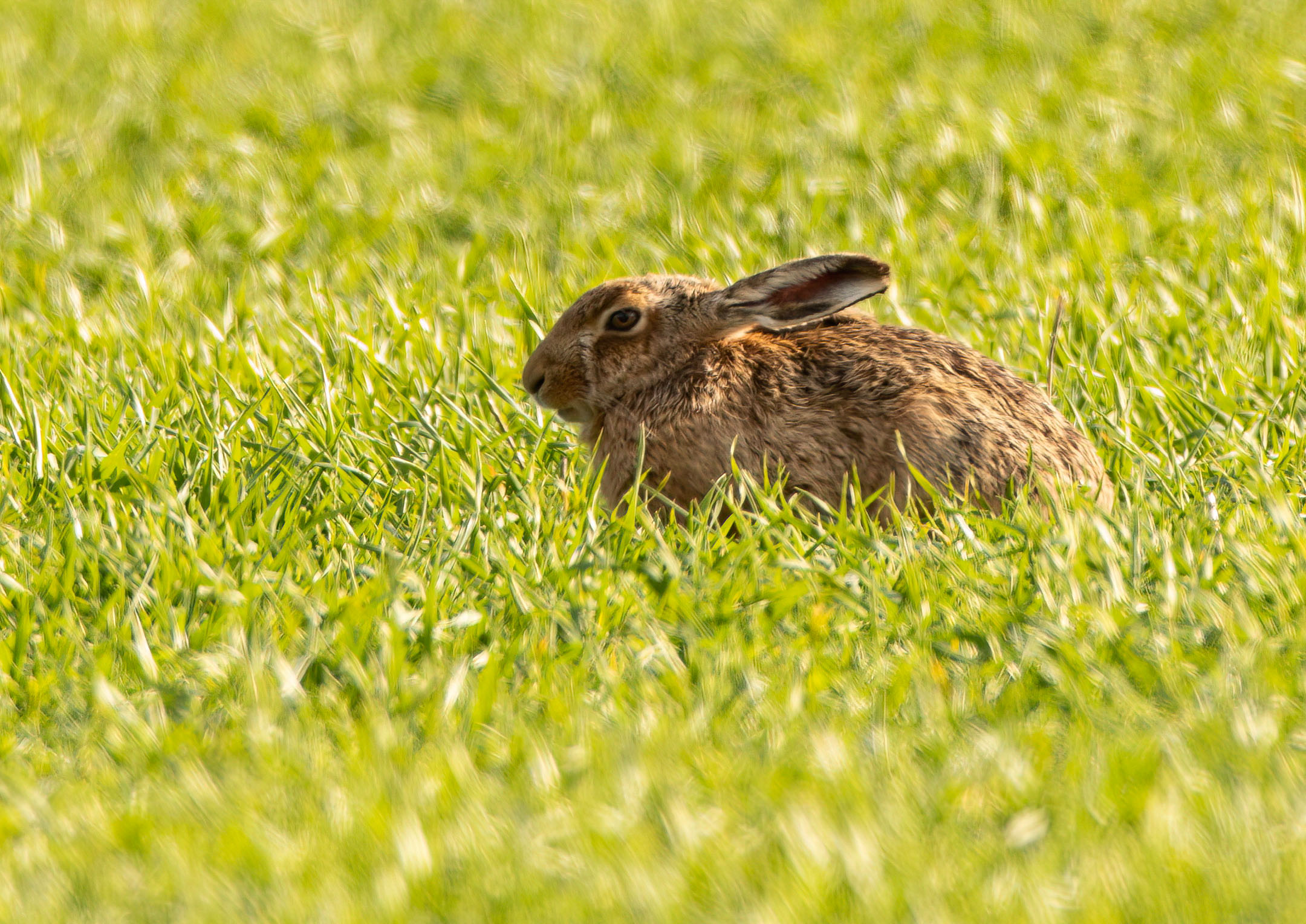 _AM27870m1.jpg _AM27870m1.jpg