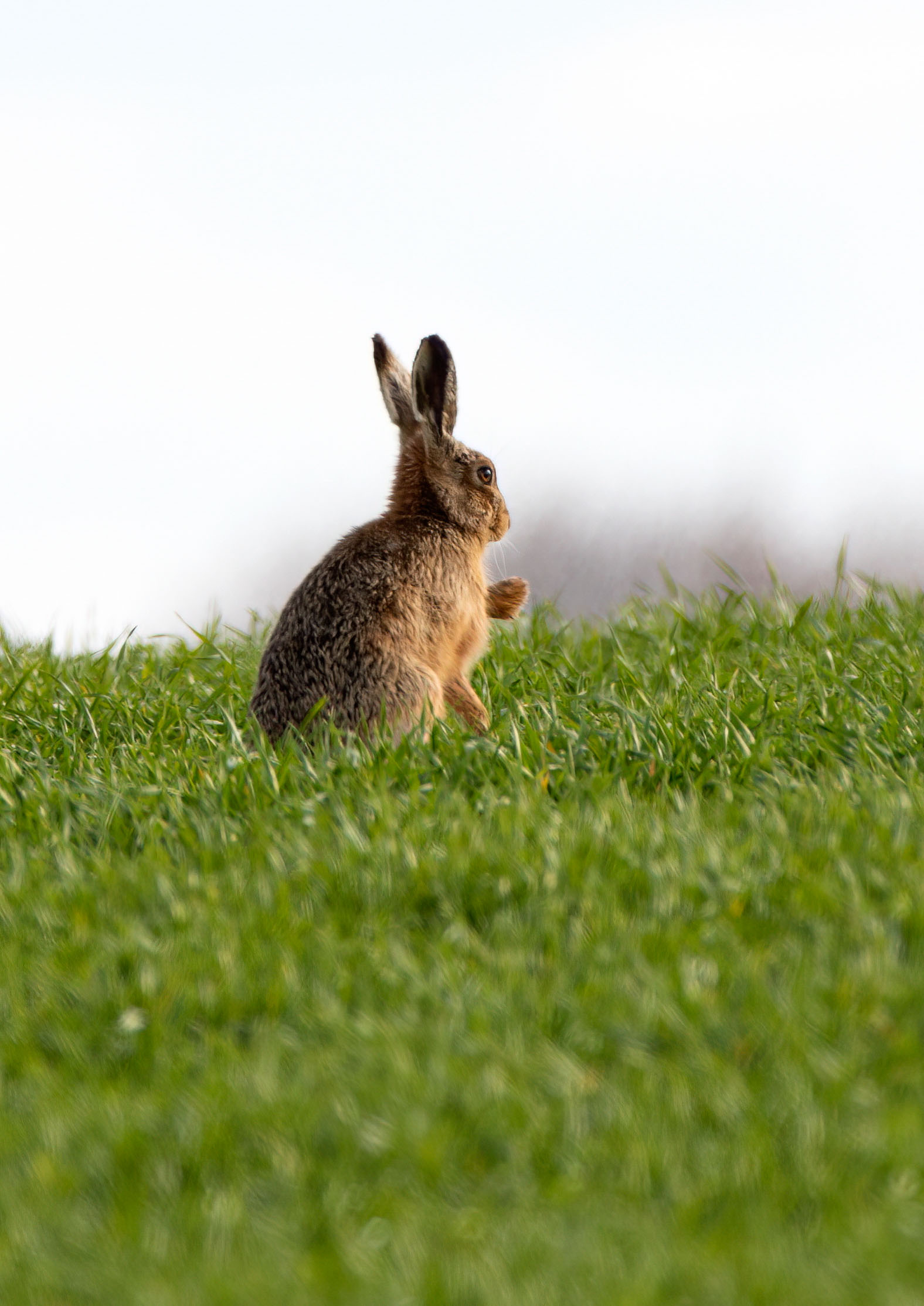 _AM27900m1.jpg _AM27900m1.jpg