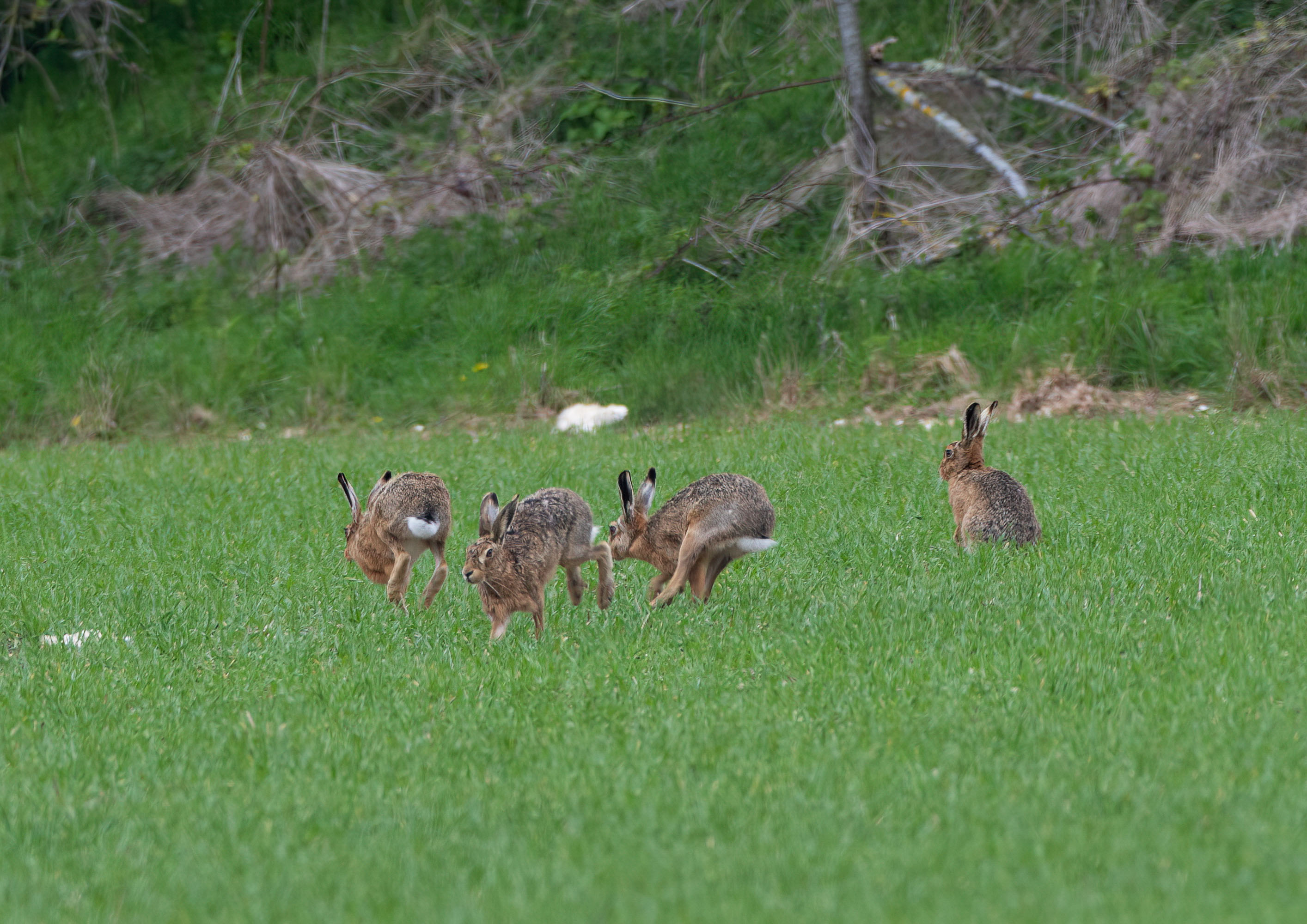 brown hare _AM28105m1.jpg
