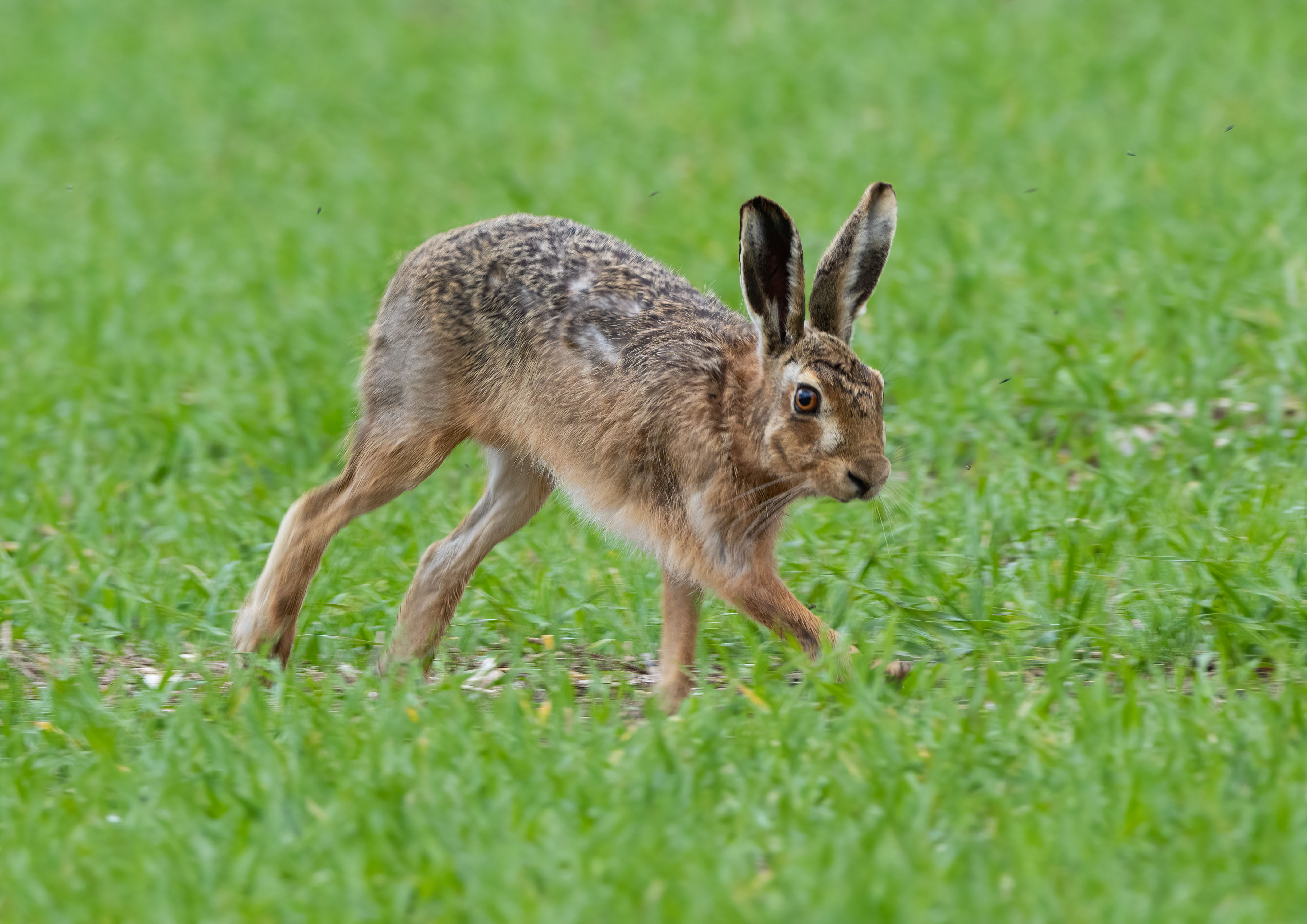 brown hare _AM28140m1.jpg